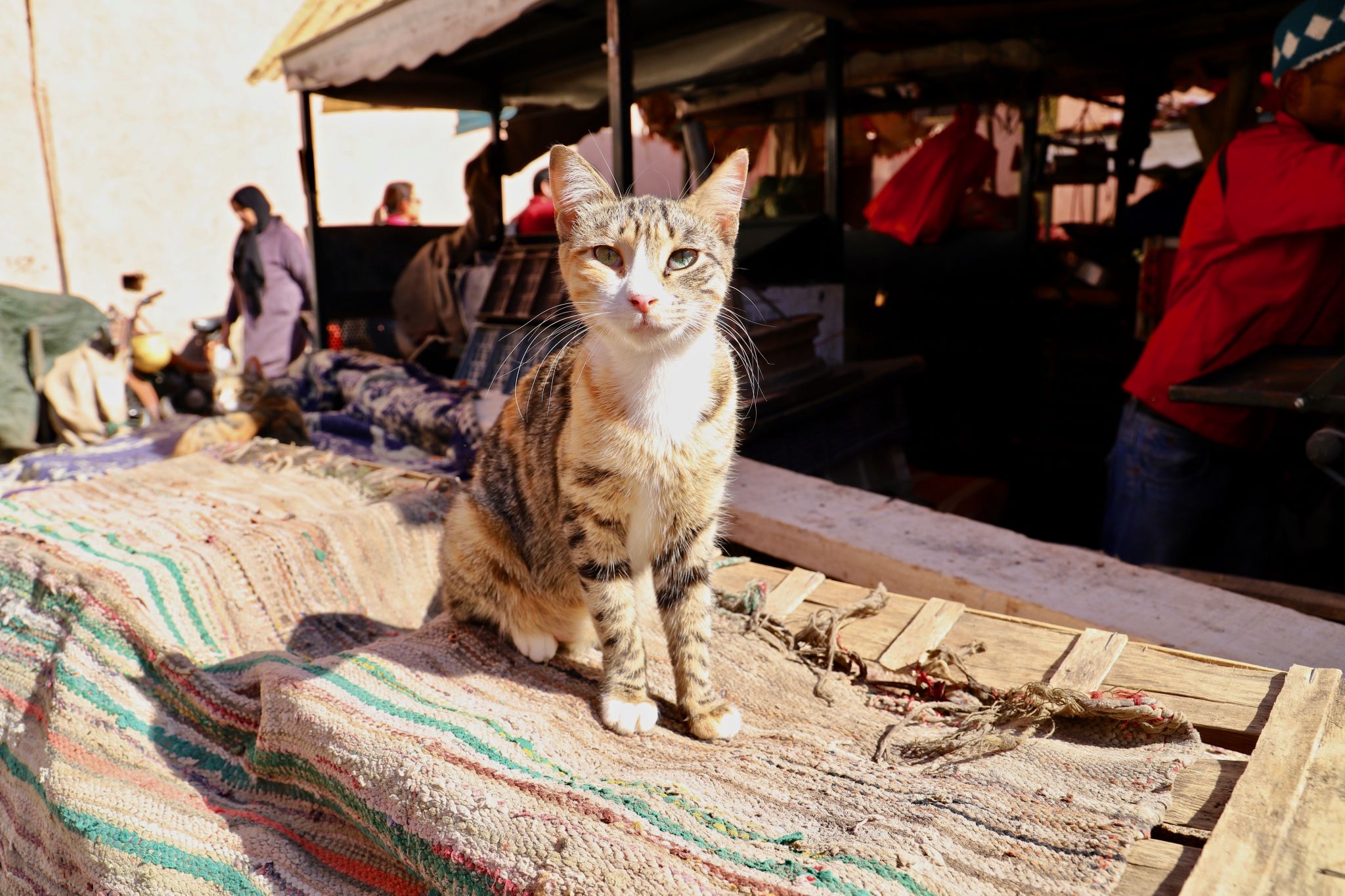 Morrocan cats