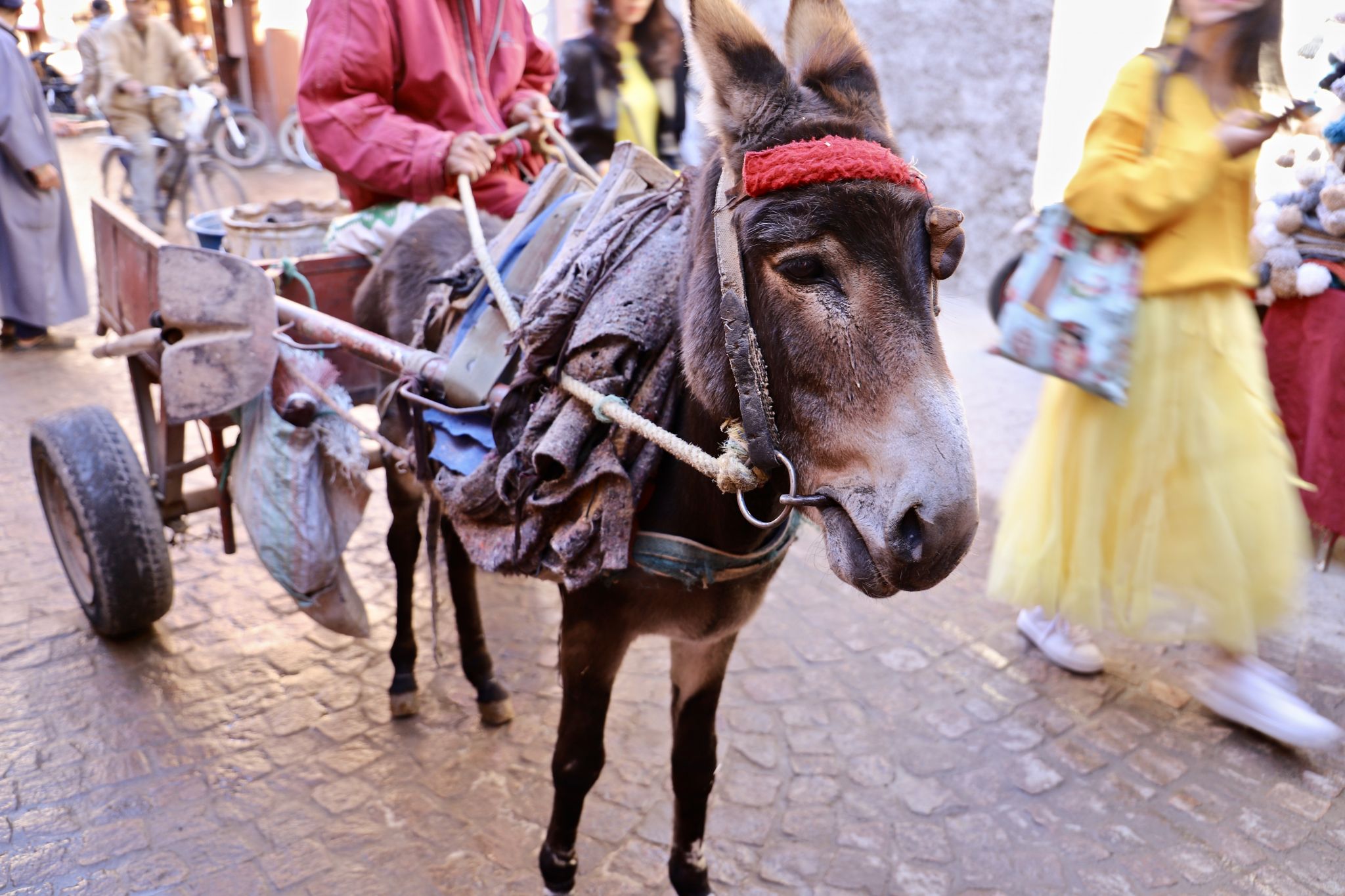 Animal welfare marrakech