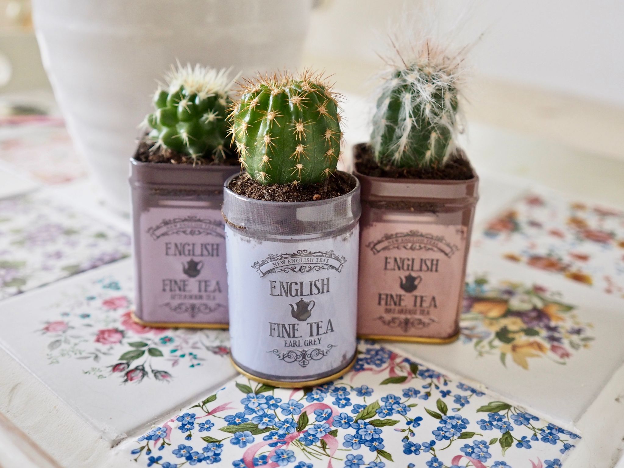 Mother's Day DIY Gift Ideas, Succulent gift DIY