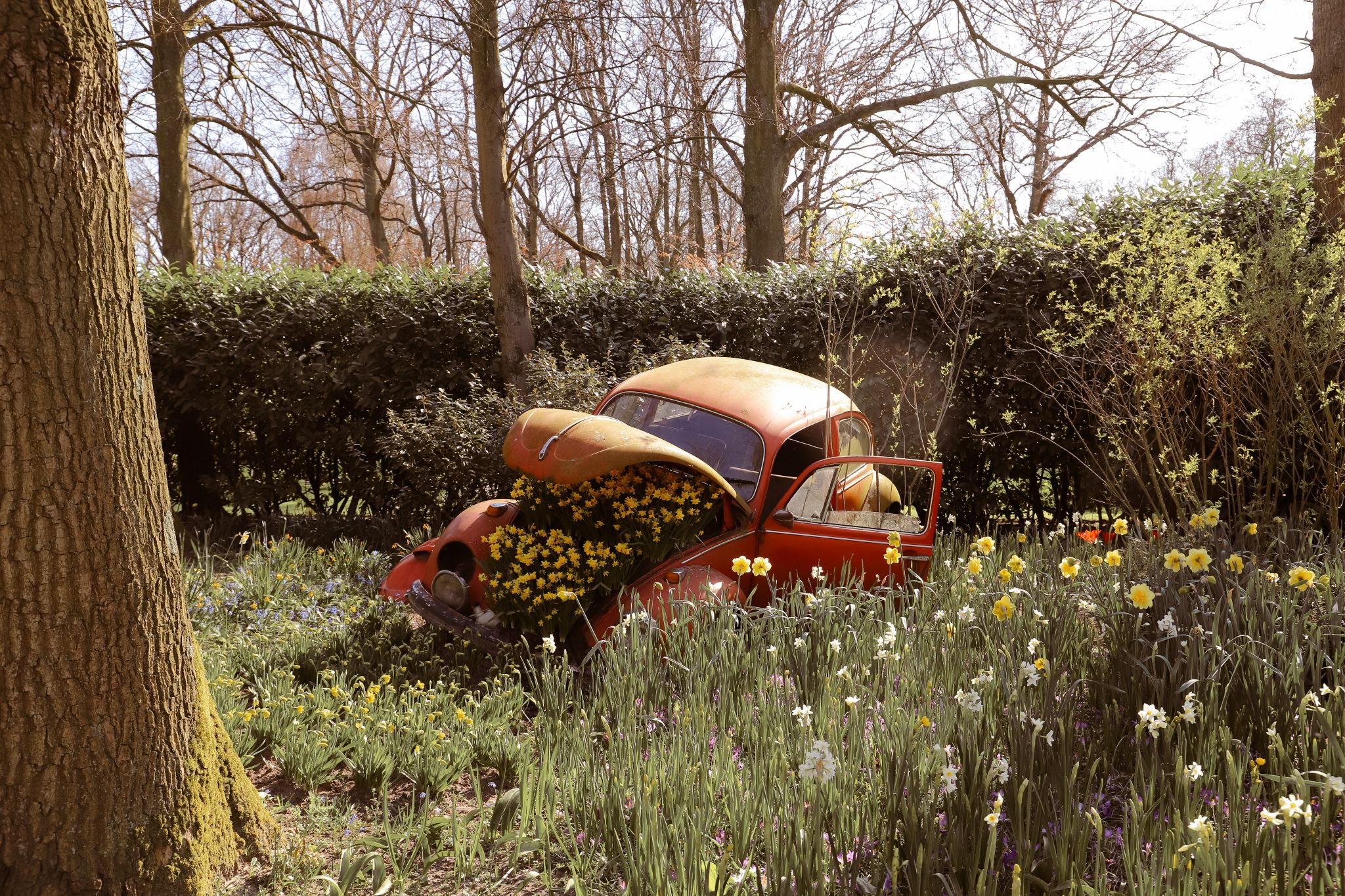 Keukenhof tiplip fields