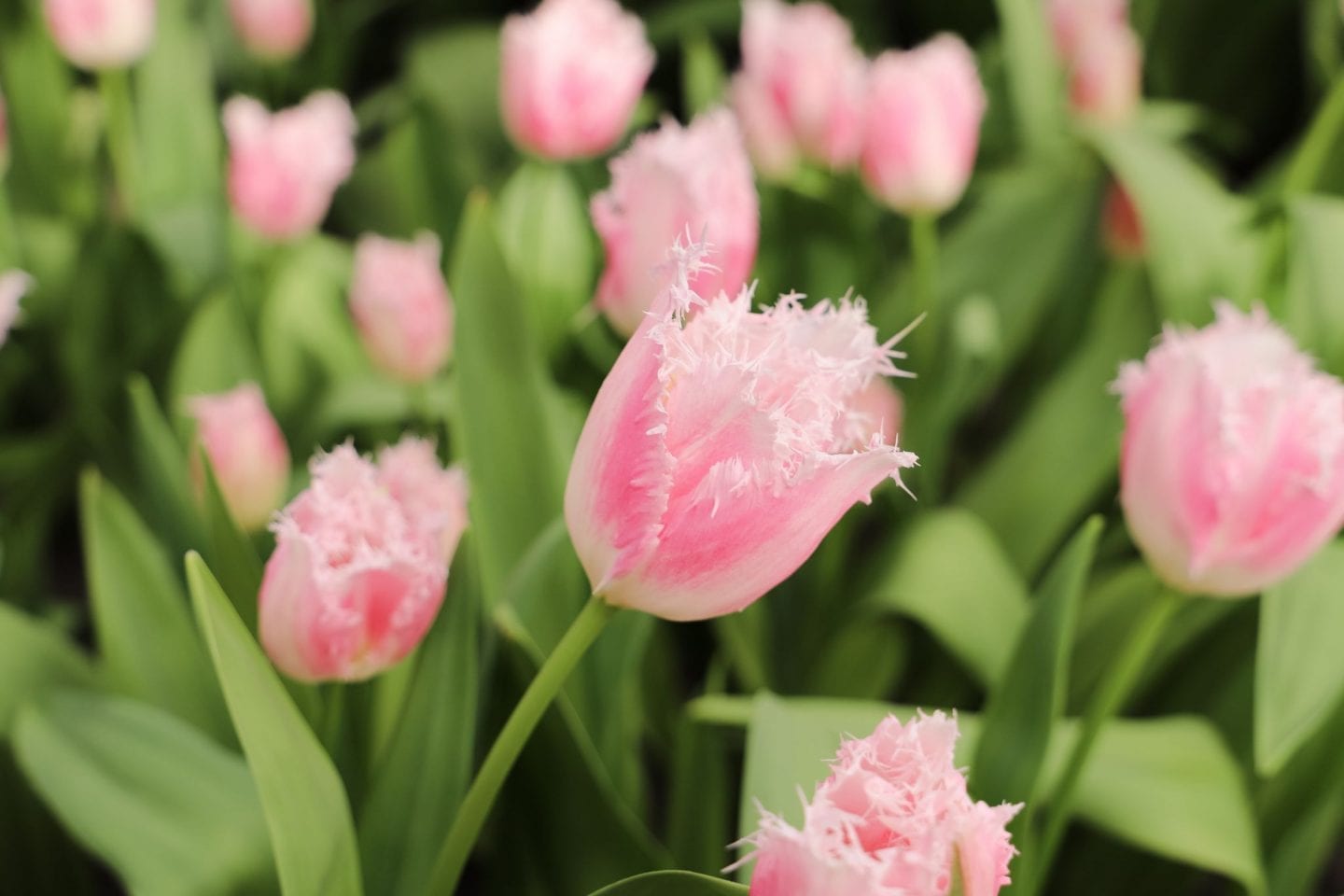 Keukenhof tiplip fields