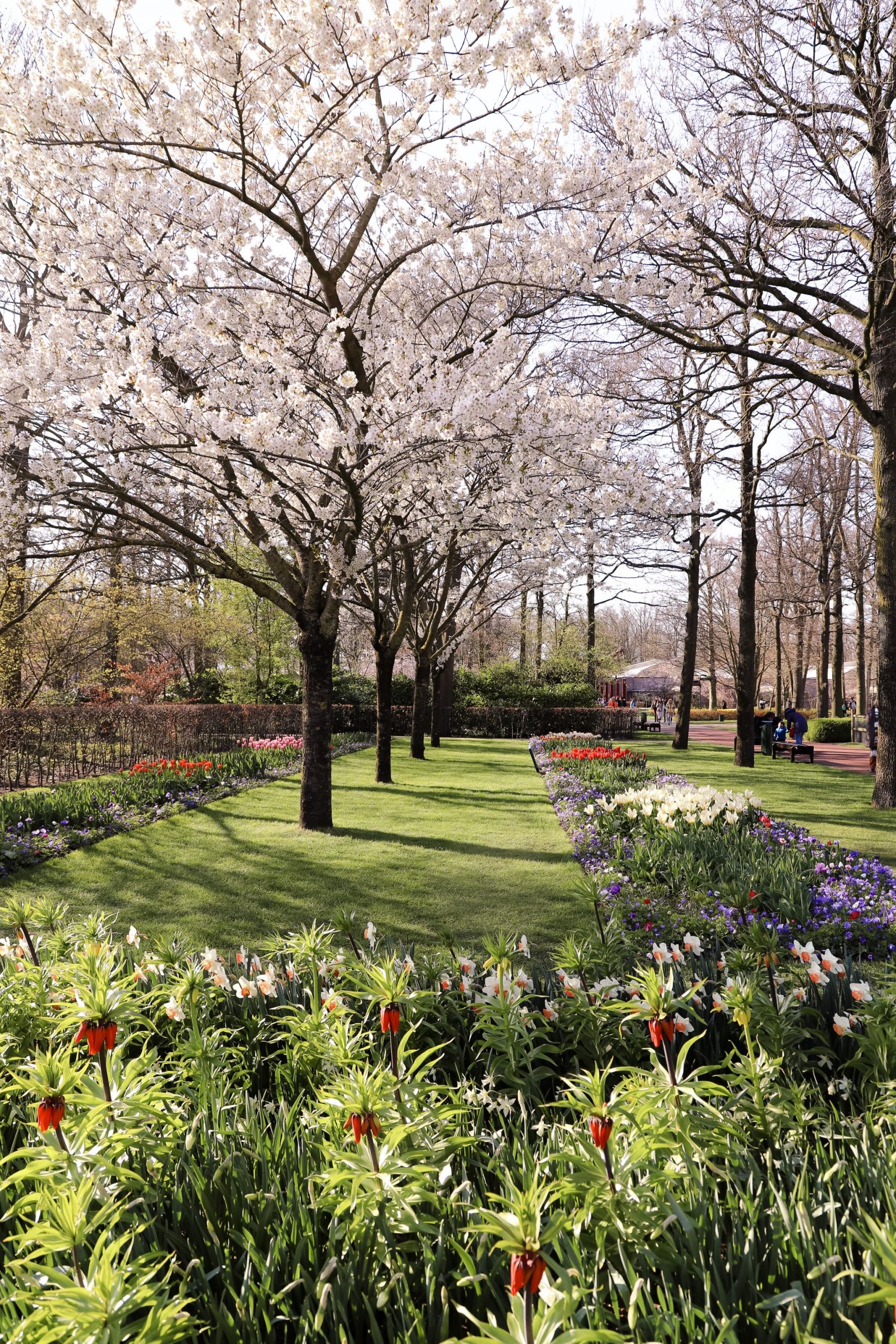 Keukenhof tiplip fields