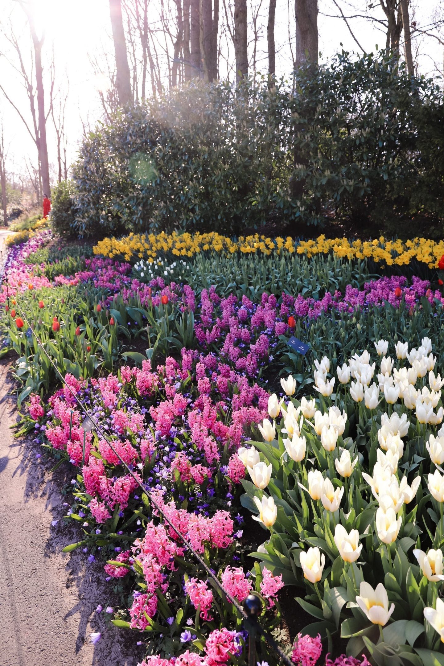 Keukenhof tiplip fields