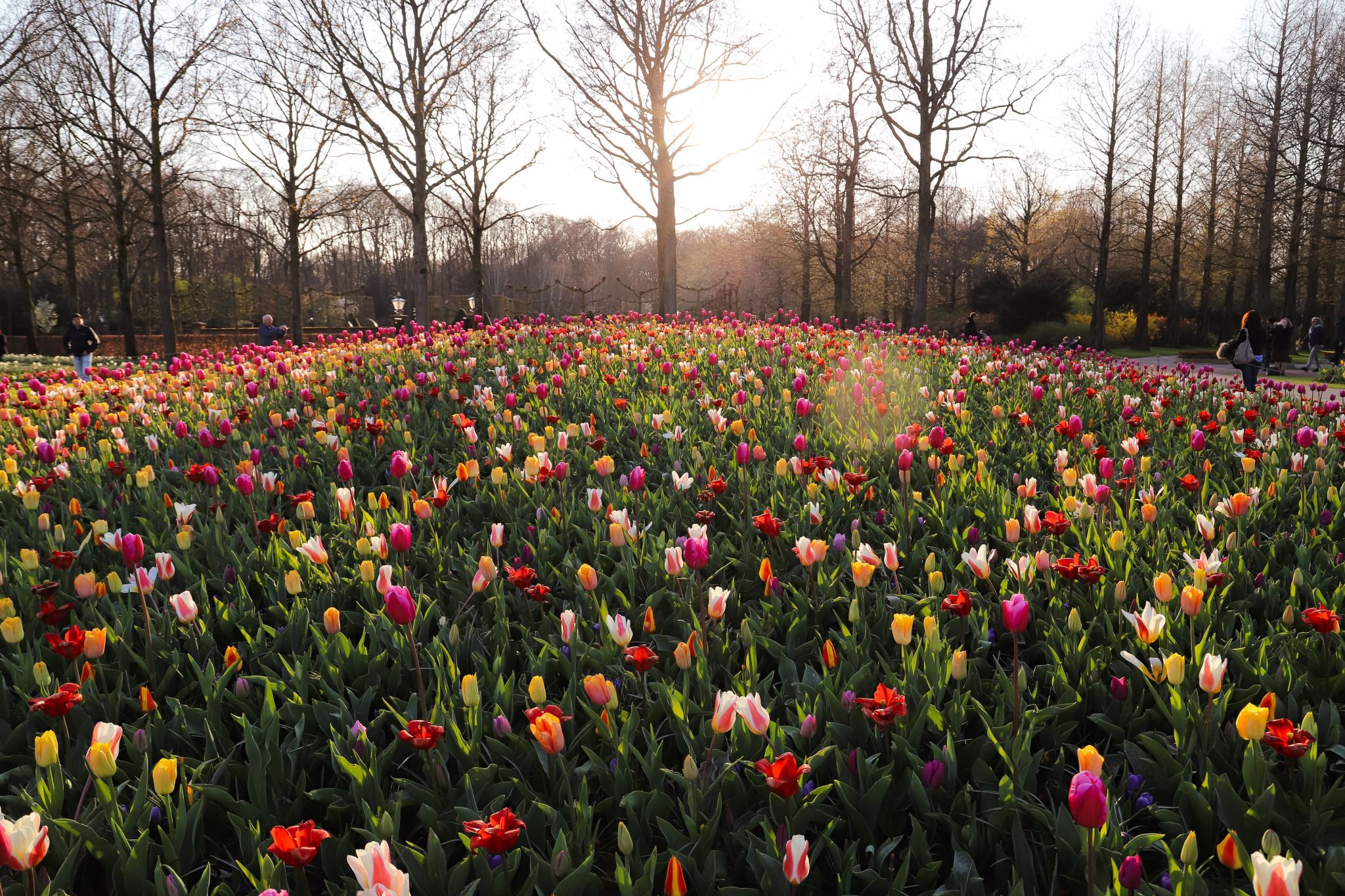 The Keukenhof gardens