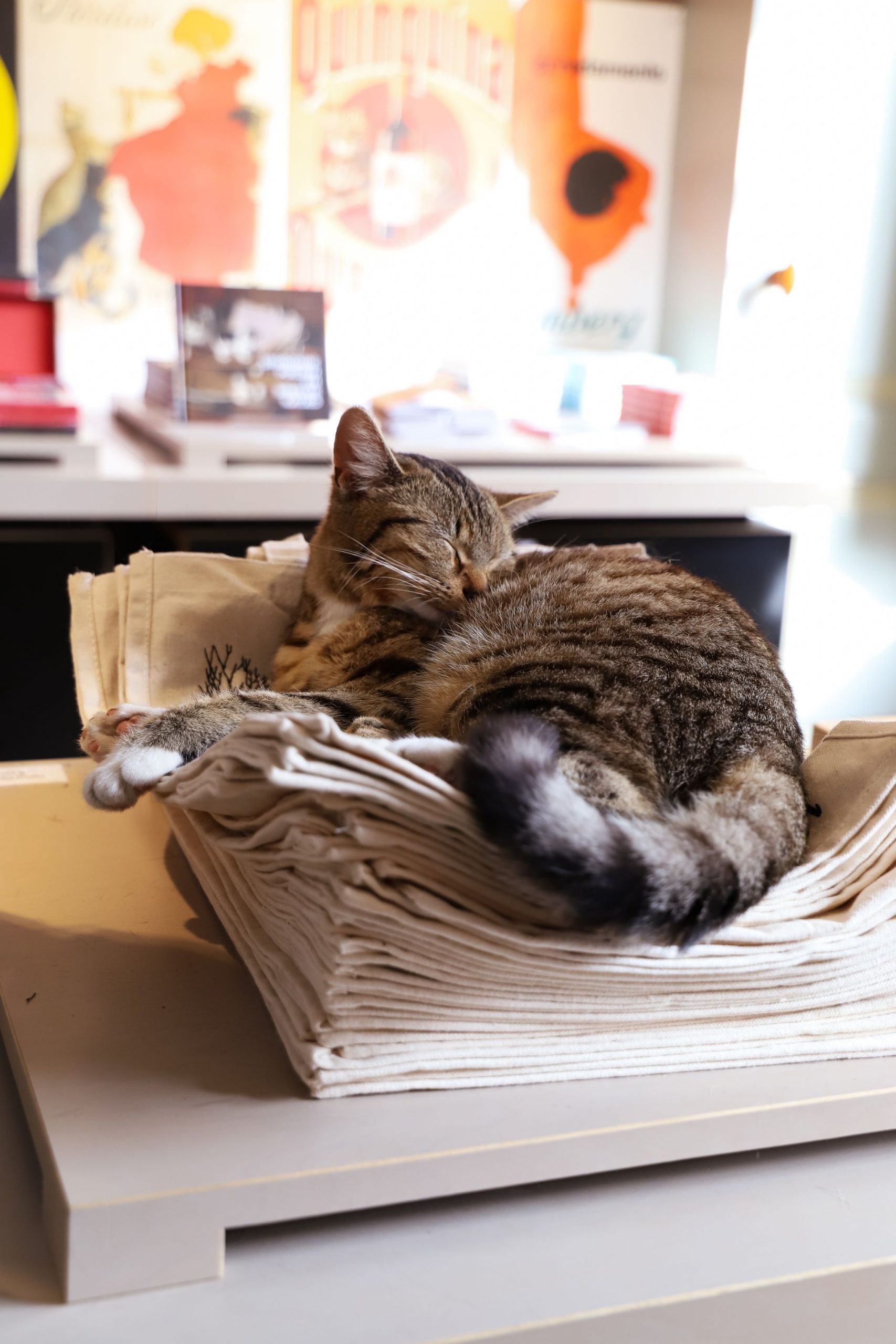 Cat cafe Amsterdam