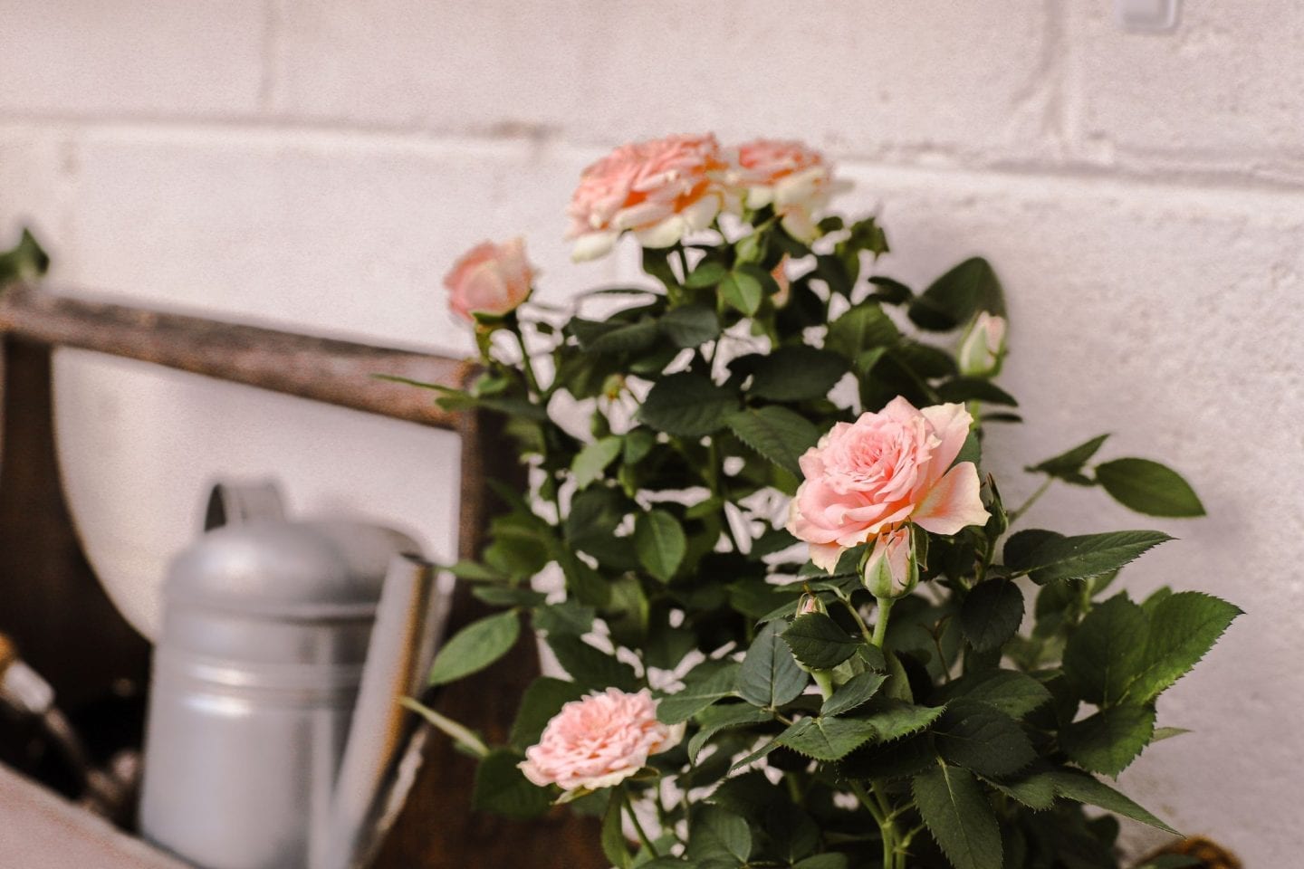 Rose garden