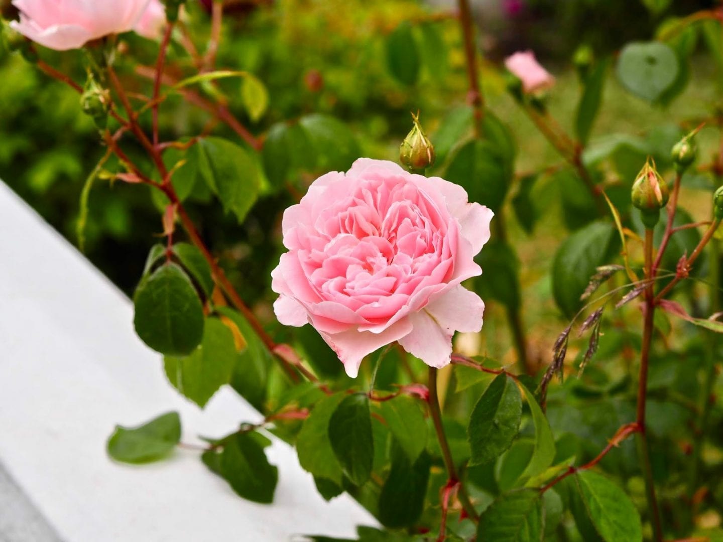 10 garden DIYs to brighten your outdoor space