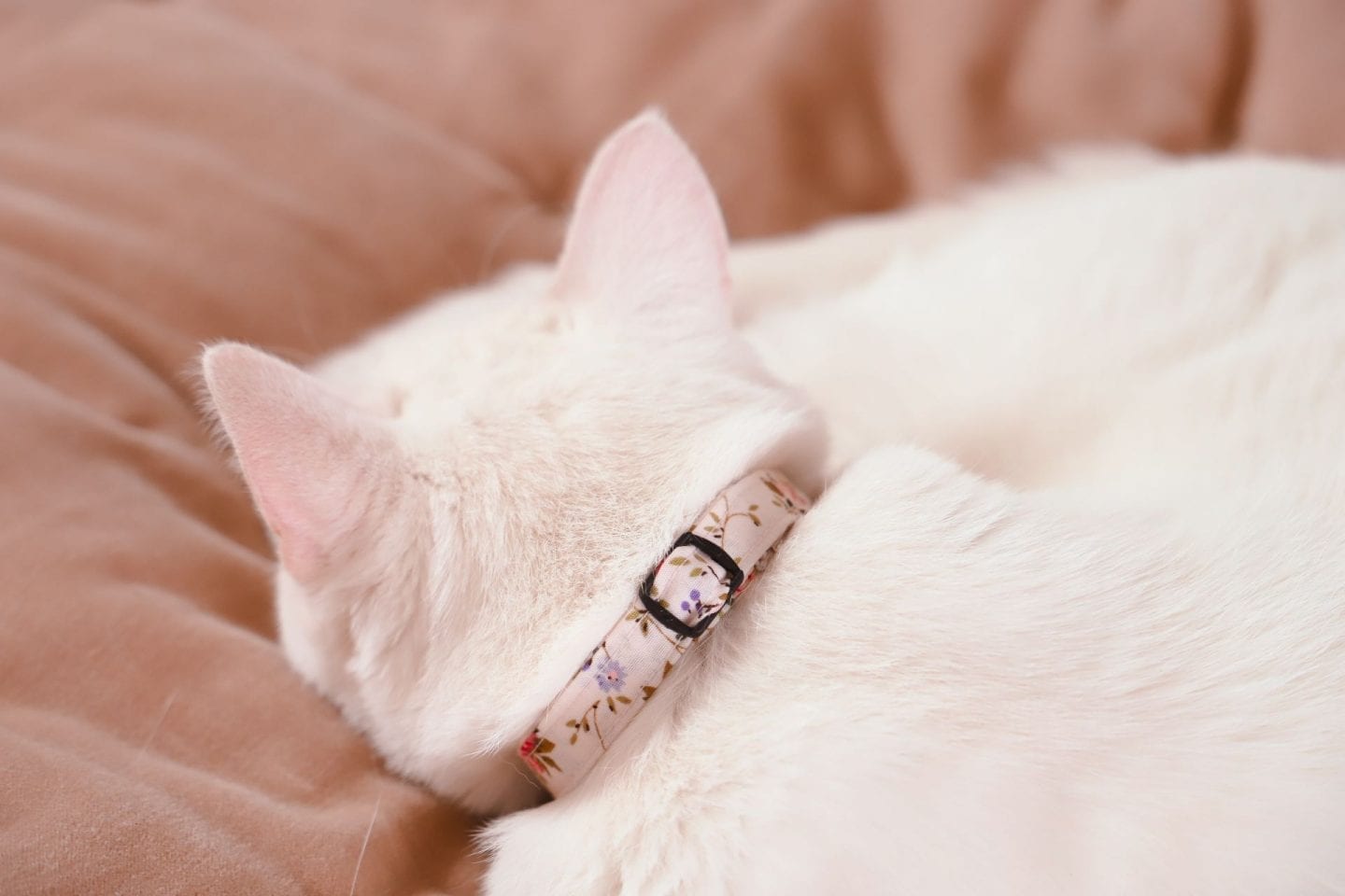 DIY cat collar