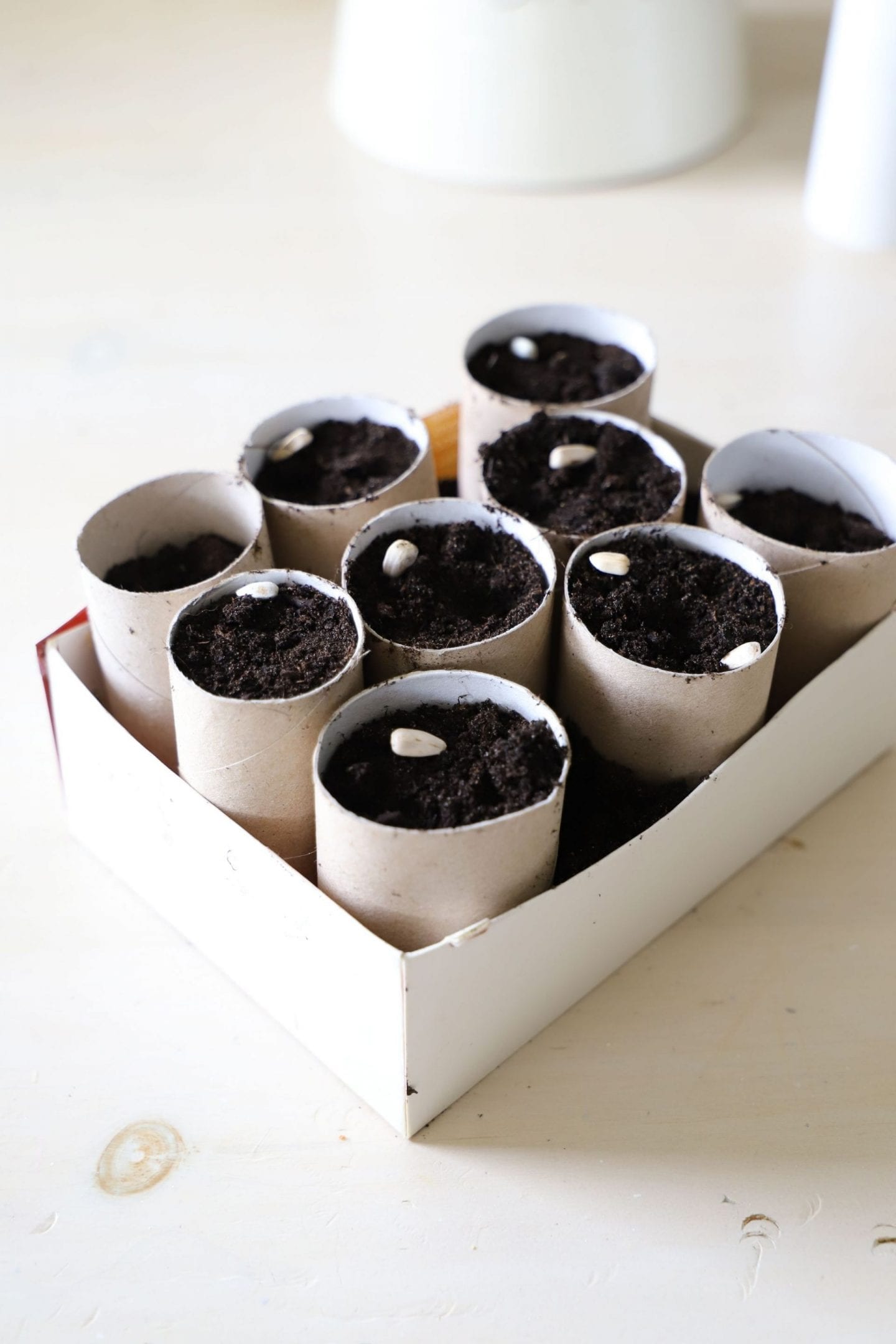 how to use toilet rolls for seeds