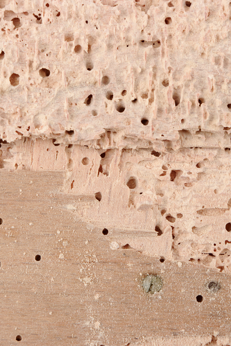 What is woodworm, signs of woodworm and how to treat woodworm.