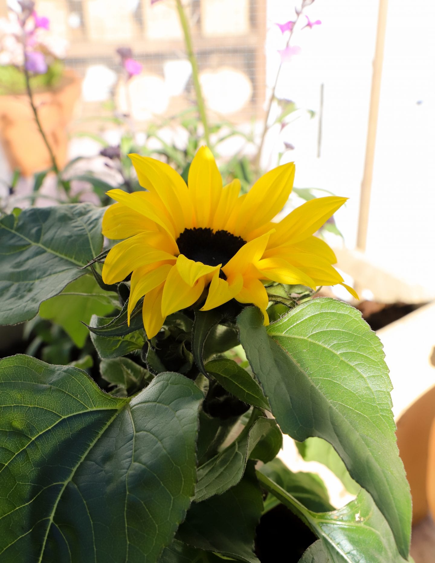 Sunflowers