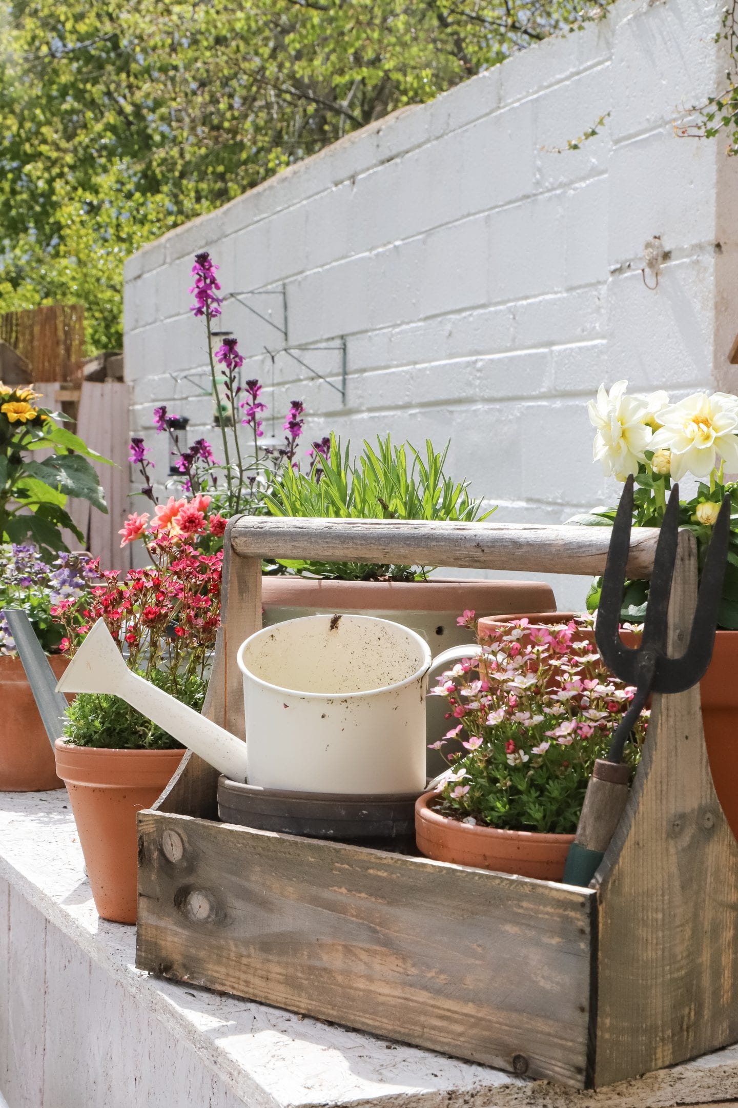 Cottage garden planting.
