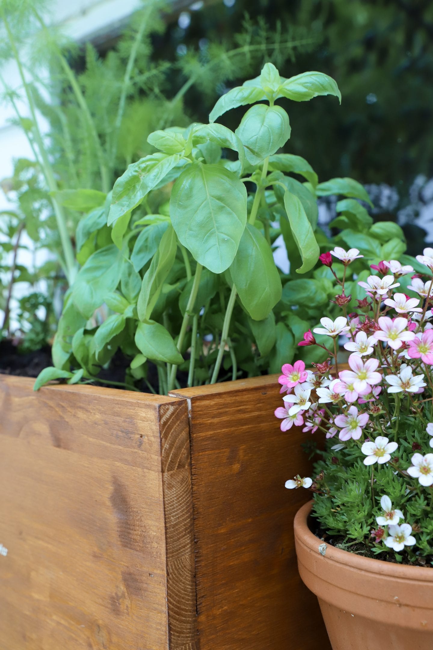 Peat free compost Ireland