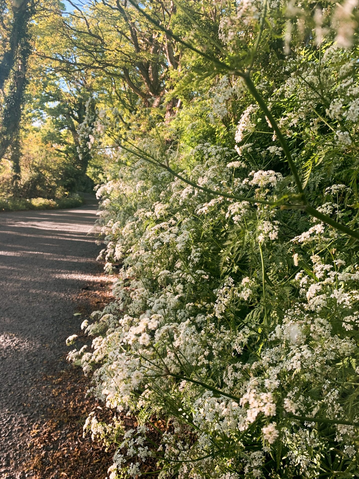 Country roads of Ireland.