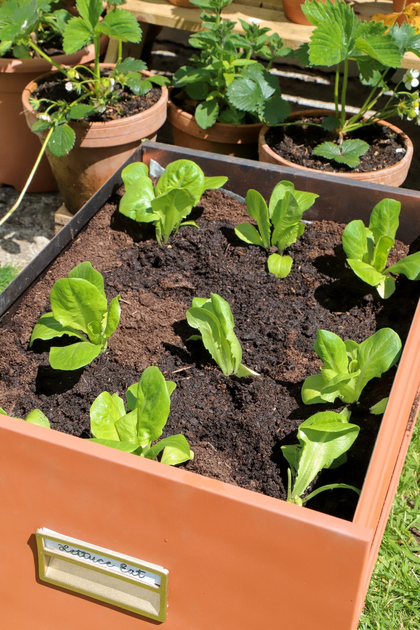 Lettuce in garden