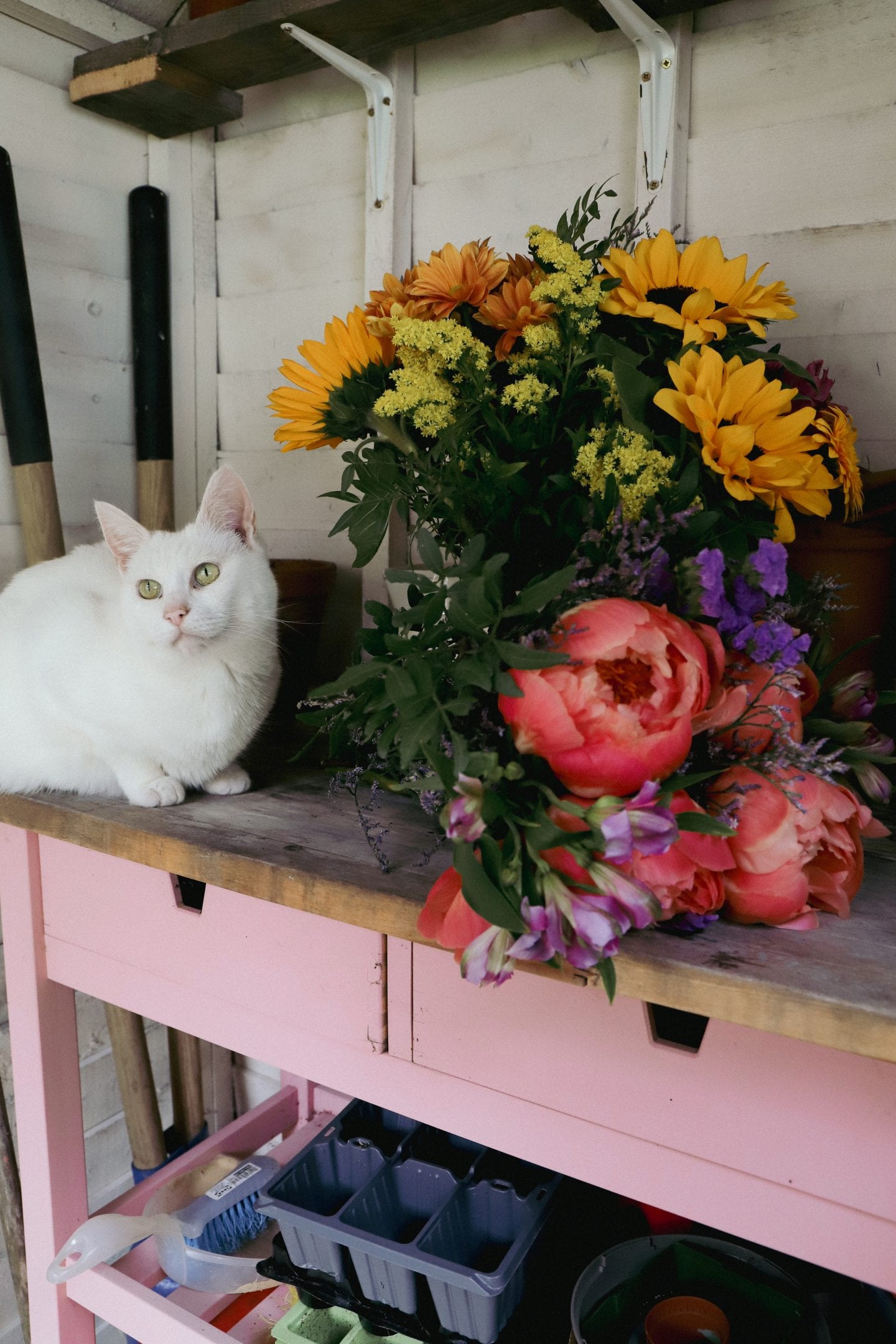 What is a she shed? Cat with flowers, in shed.