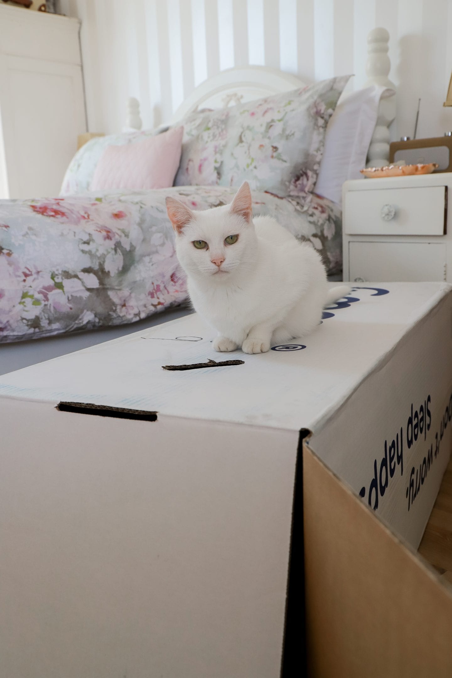 White cat on mattress box.