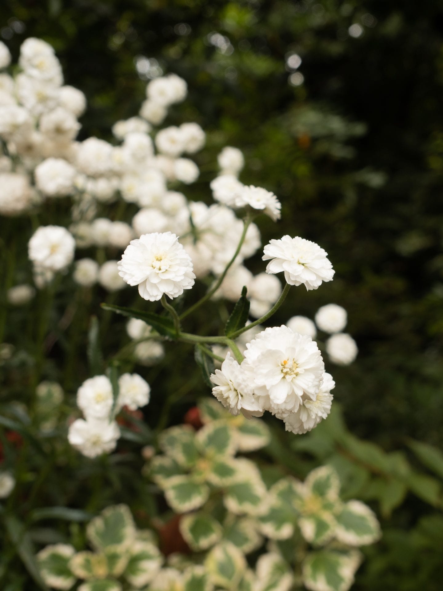 Irish wildflower.