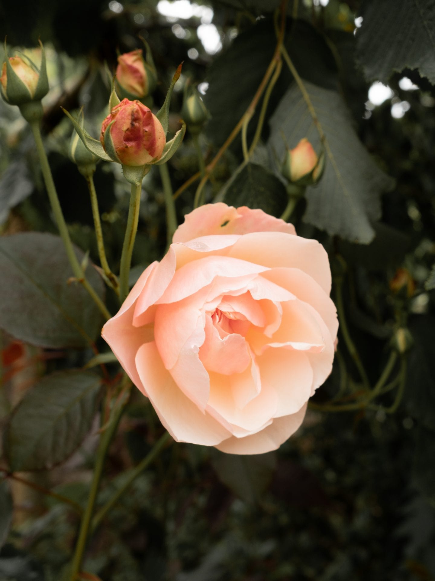 Peach coloured cottage garden rose. 