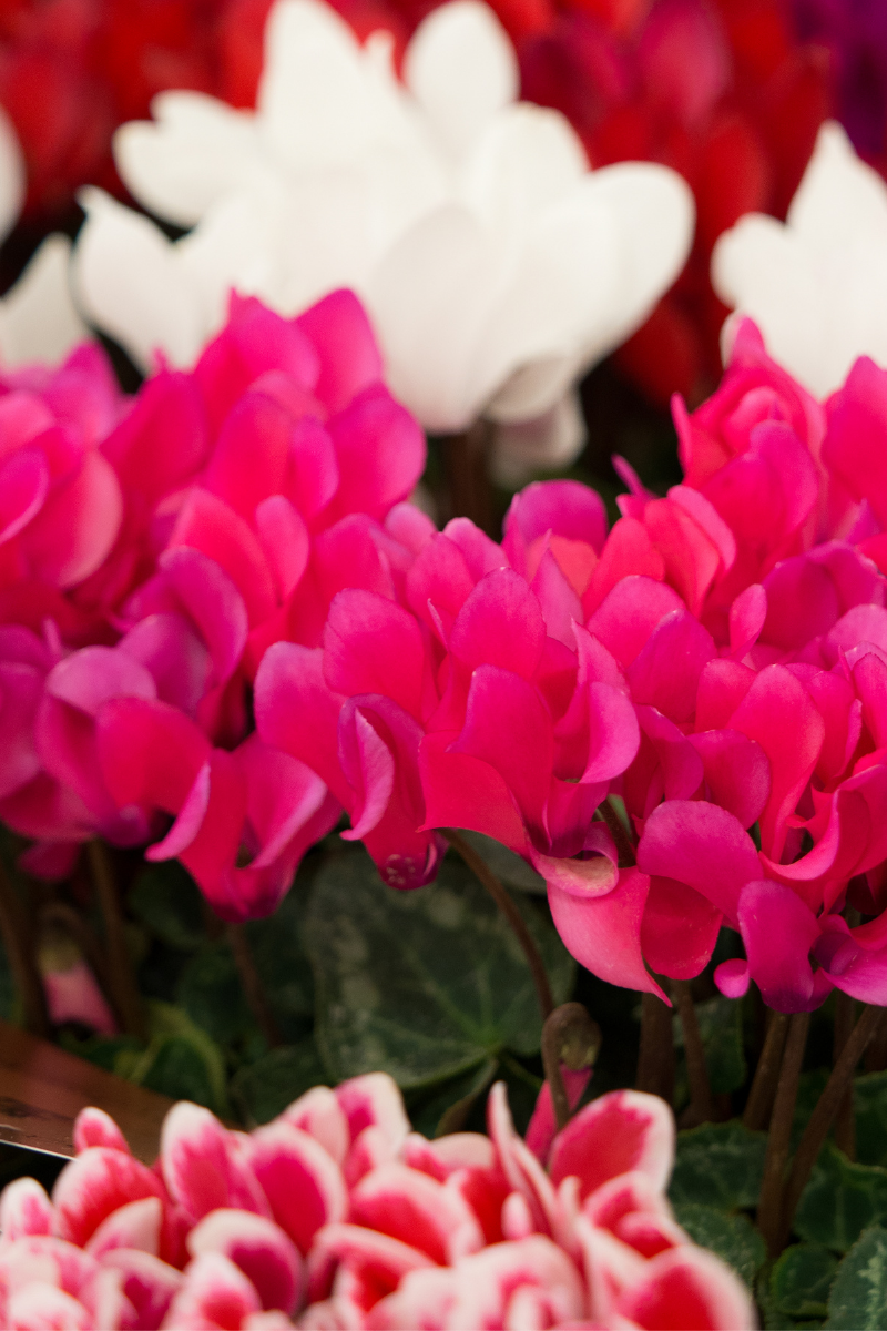 Pink Cyclamen. Perfect Autumn plant in Ireland.
