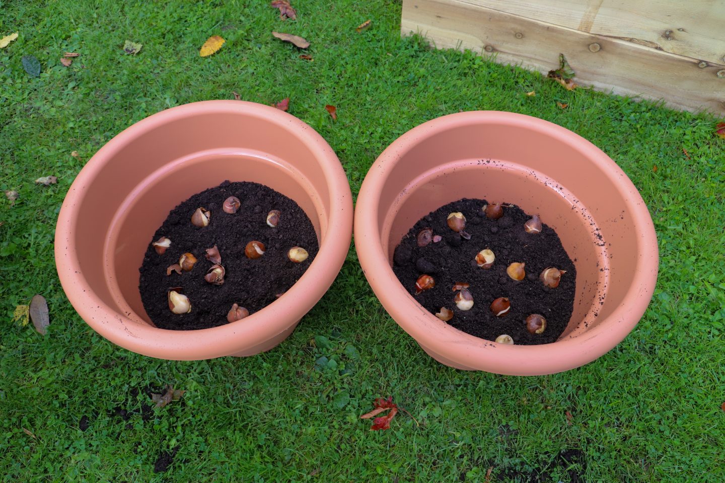 Spring bulb layered container.