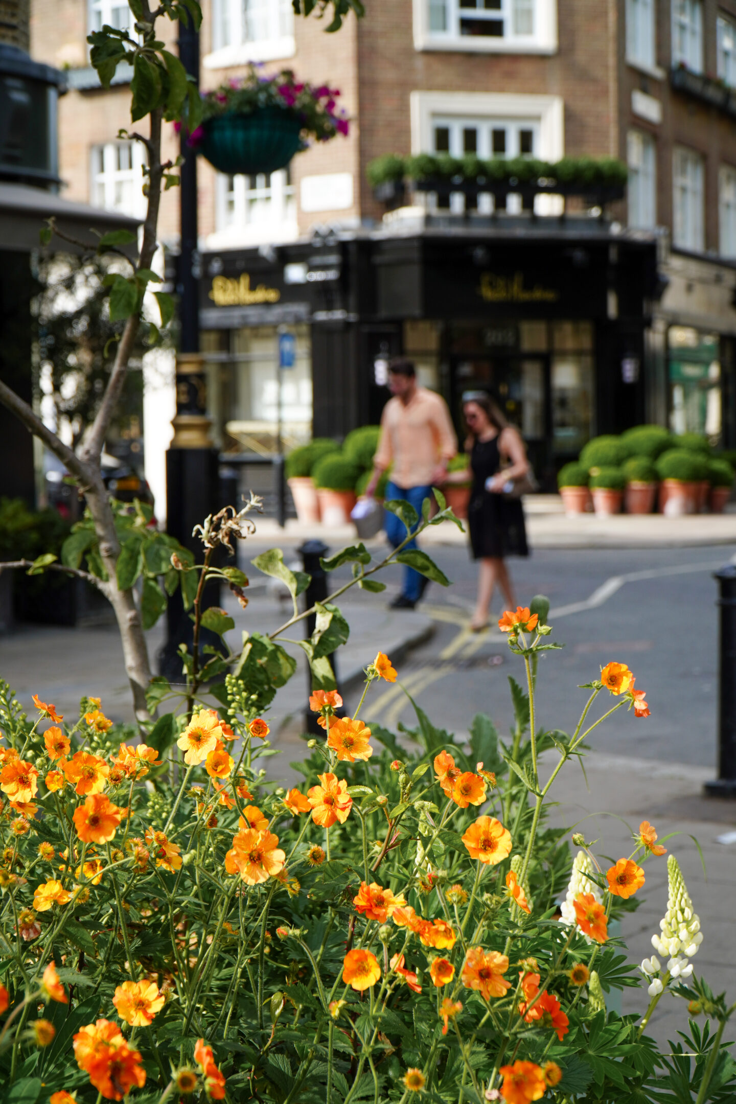 Belgravia in Bloom flower display.