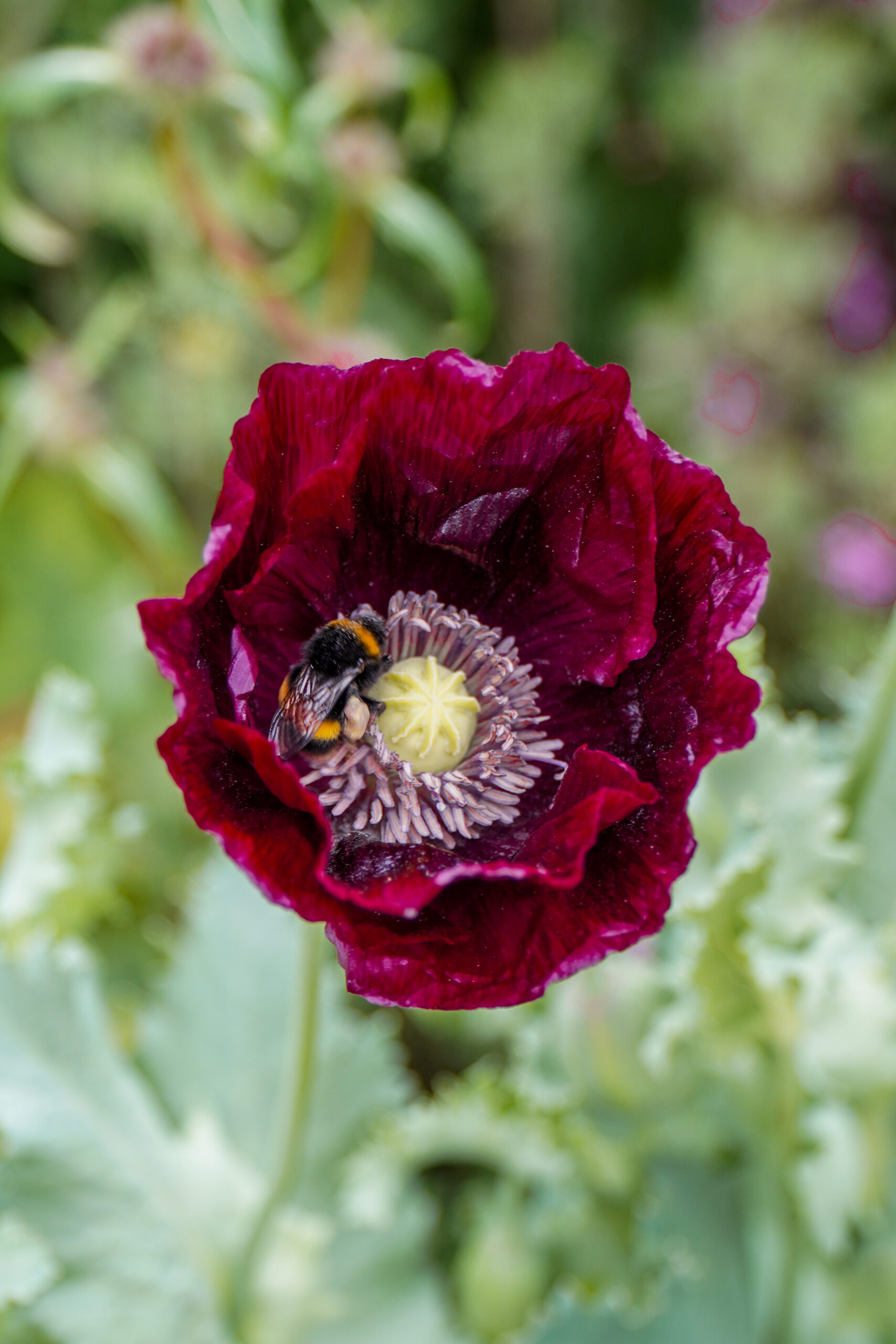 RHS Chelsea Flower Show Guide To Getting Around