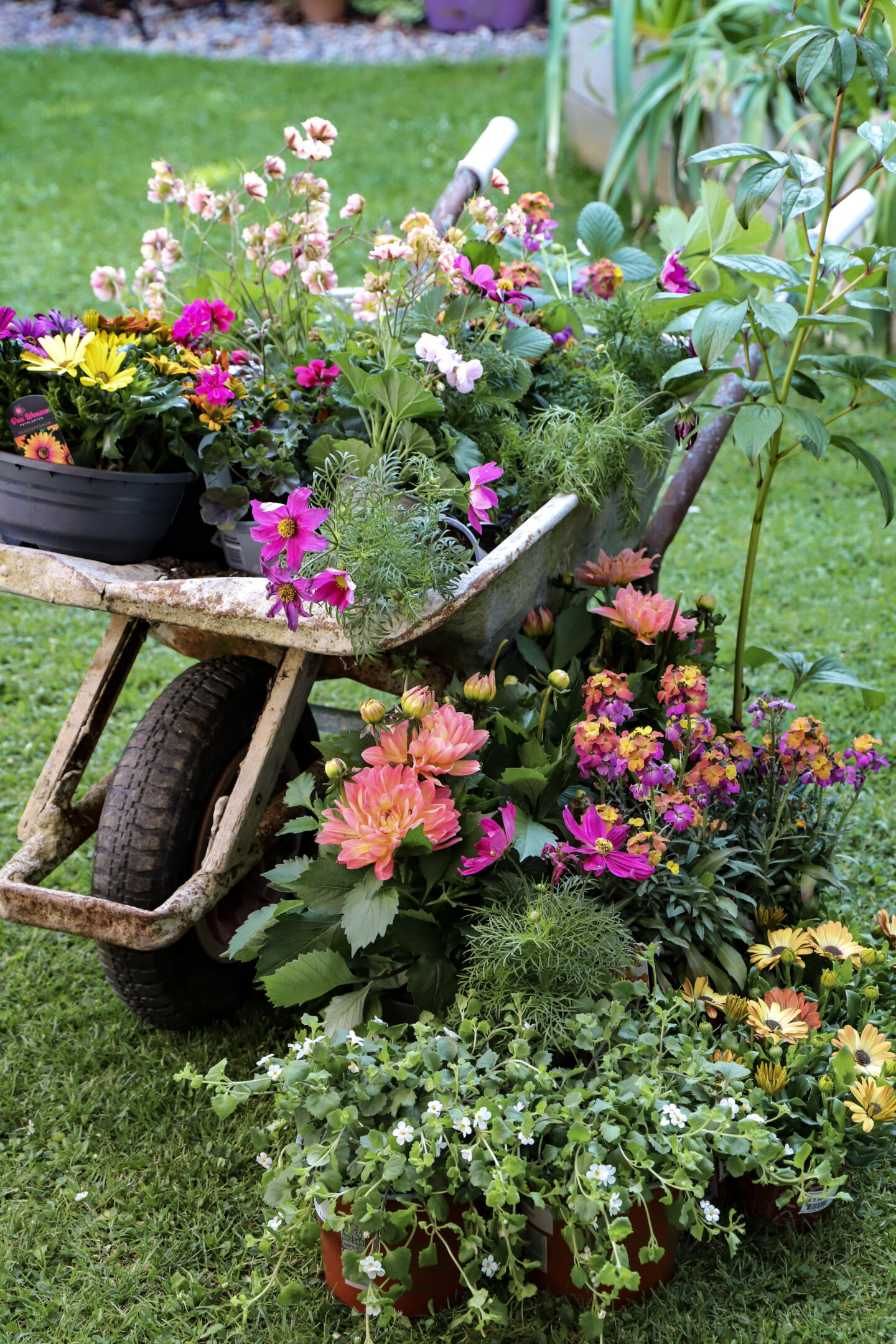 Wheelbarrow planter in the garden