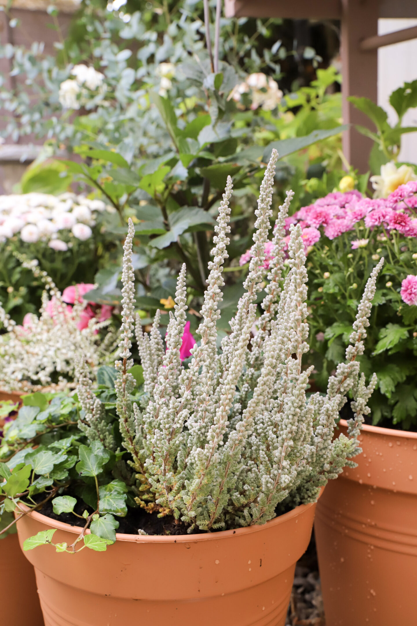 Plants