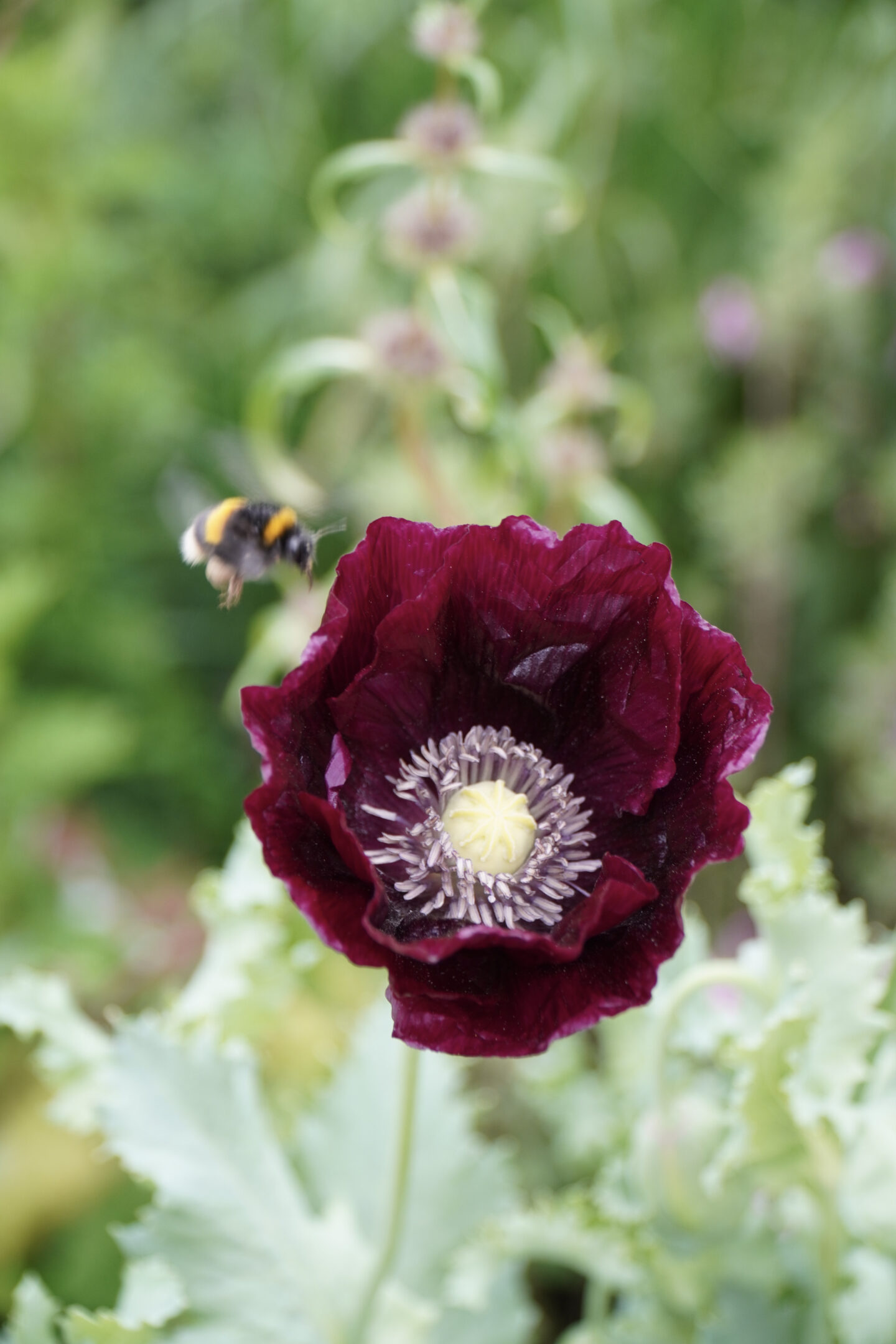 bees