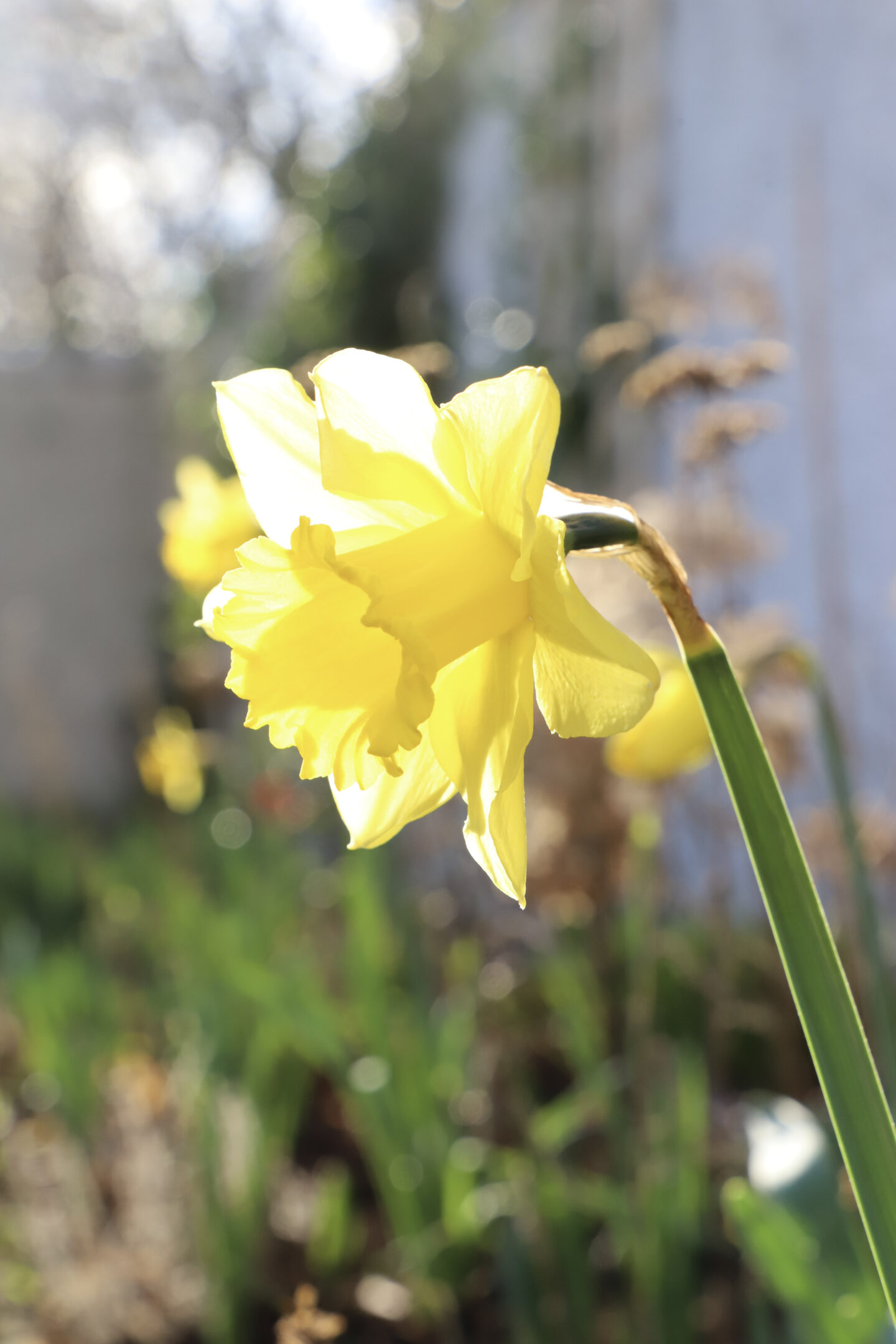 daffodils 