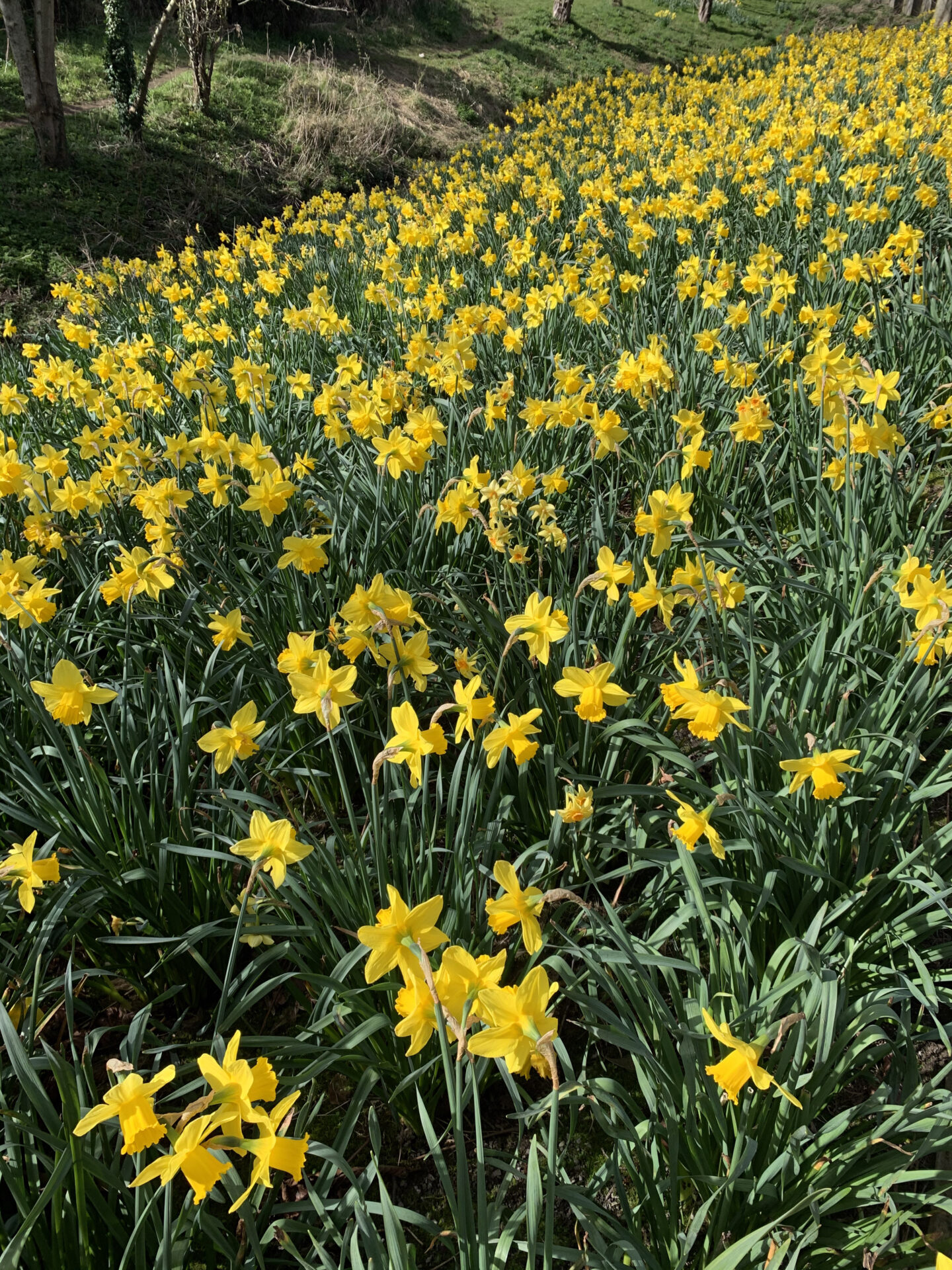 daffodils bulbs