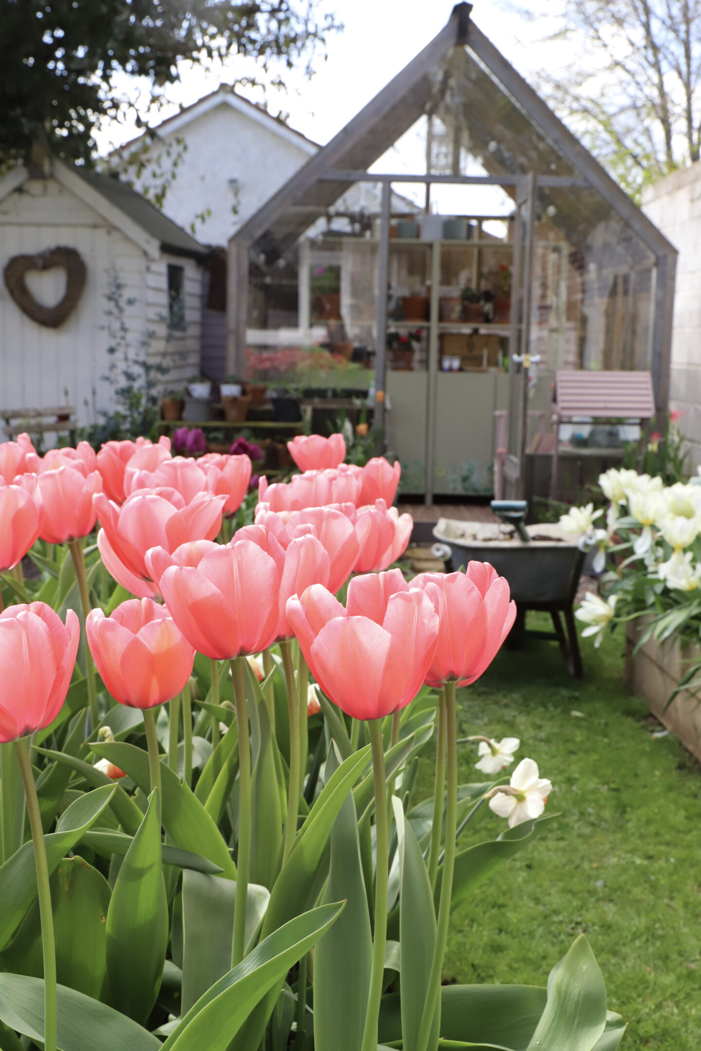 tulips