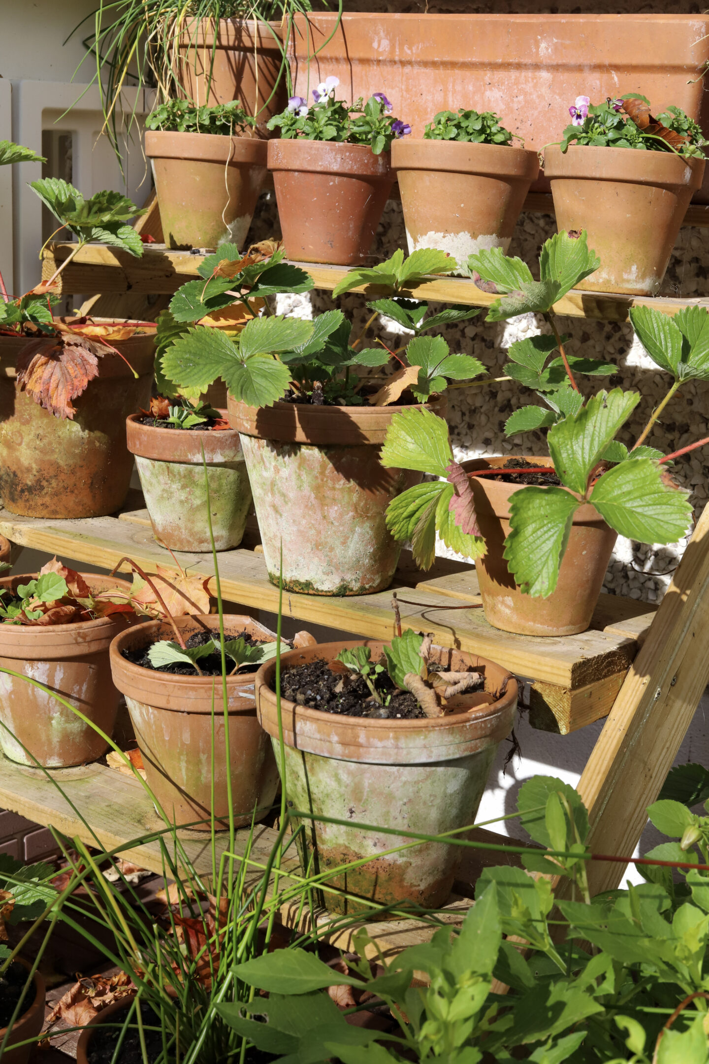 gardening
