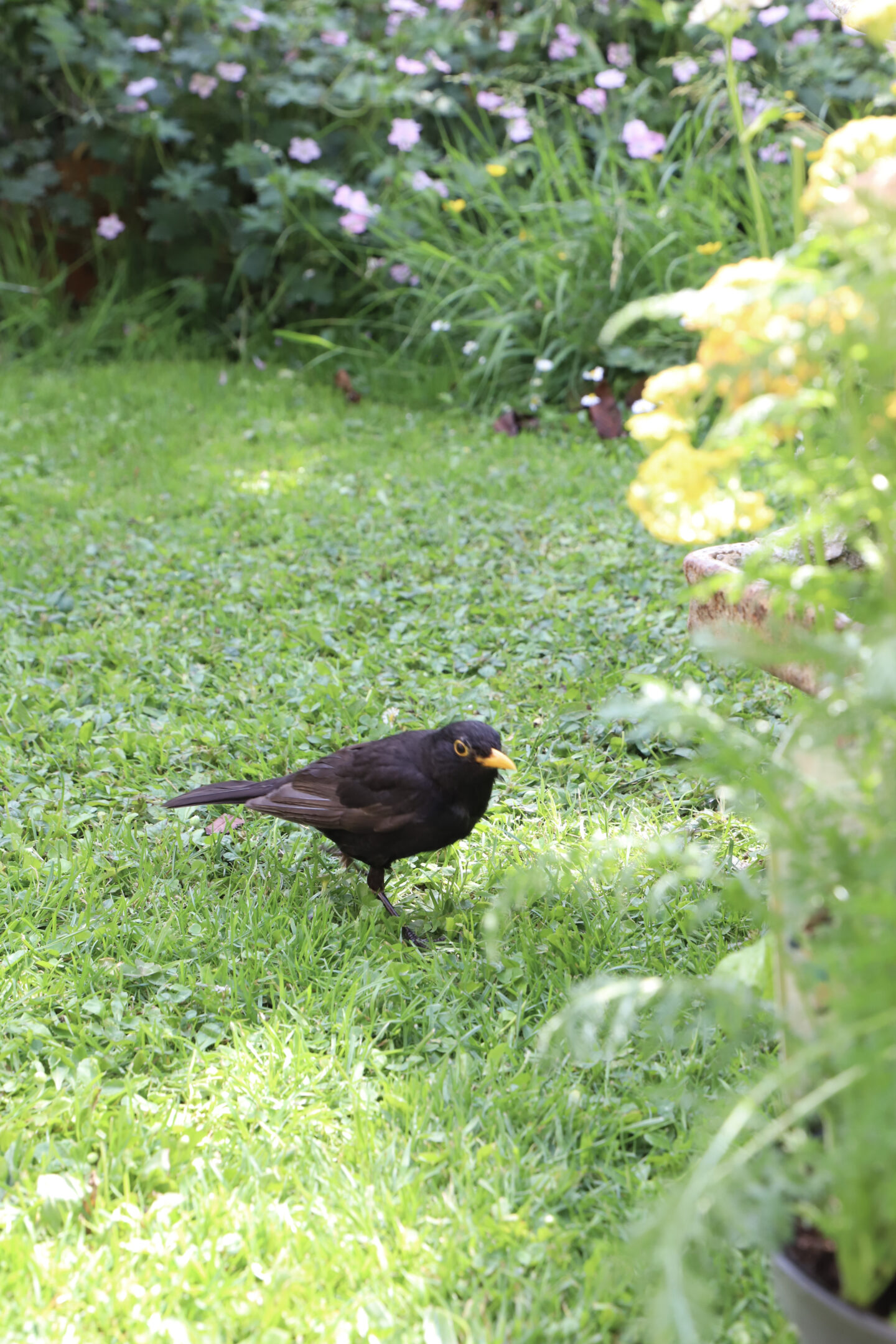 bird in the garden