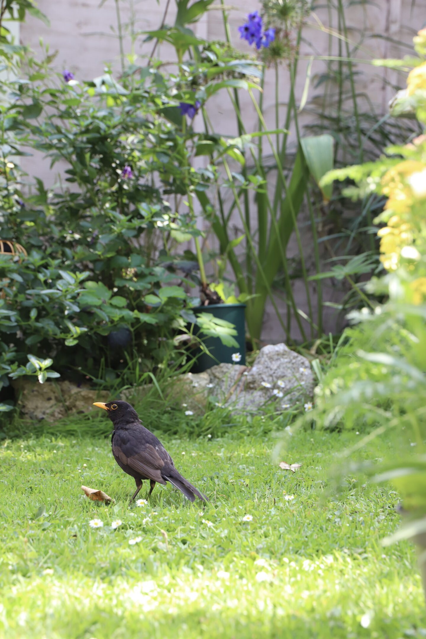 garden bird