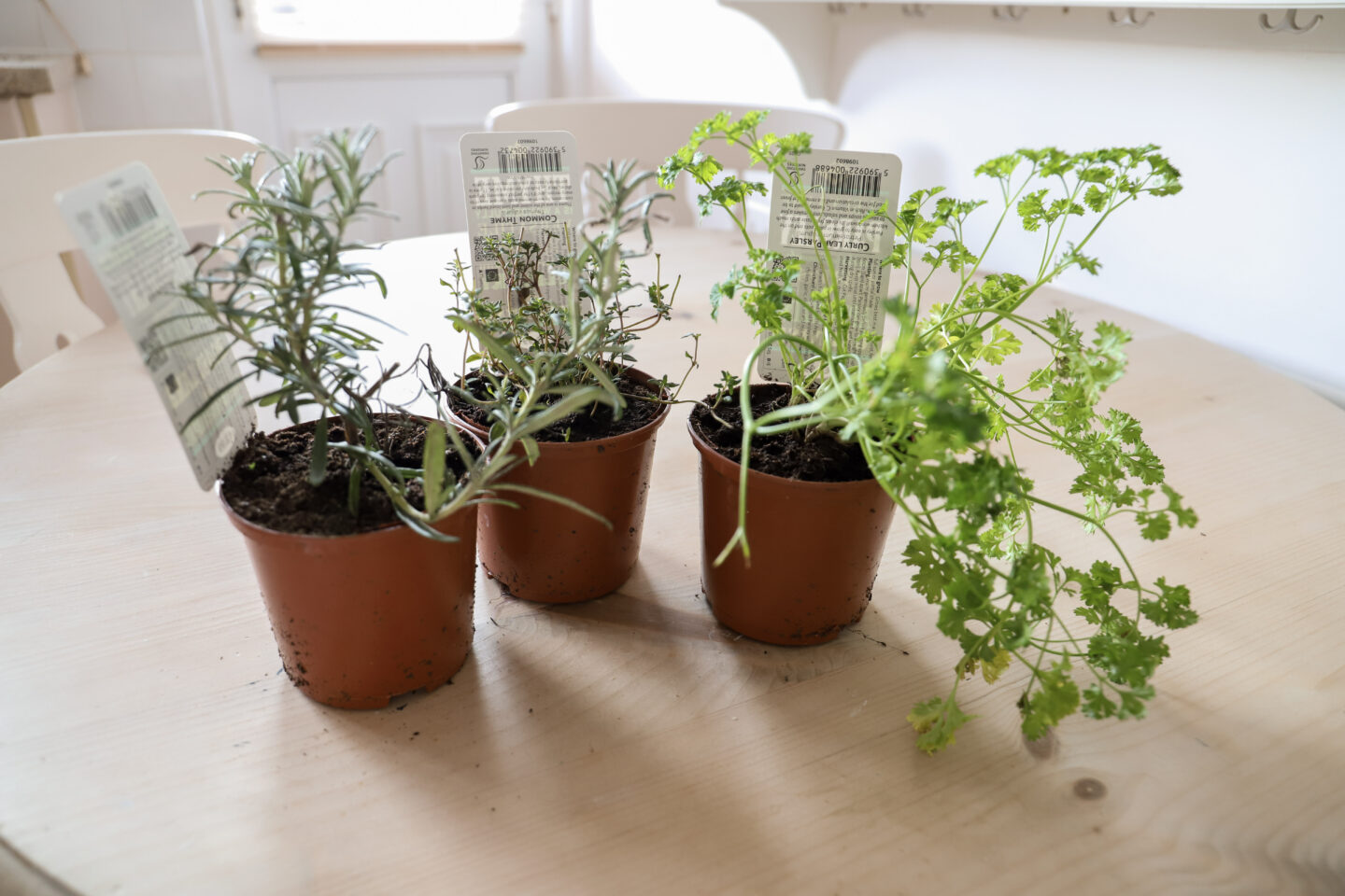 thyme herbs