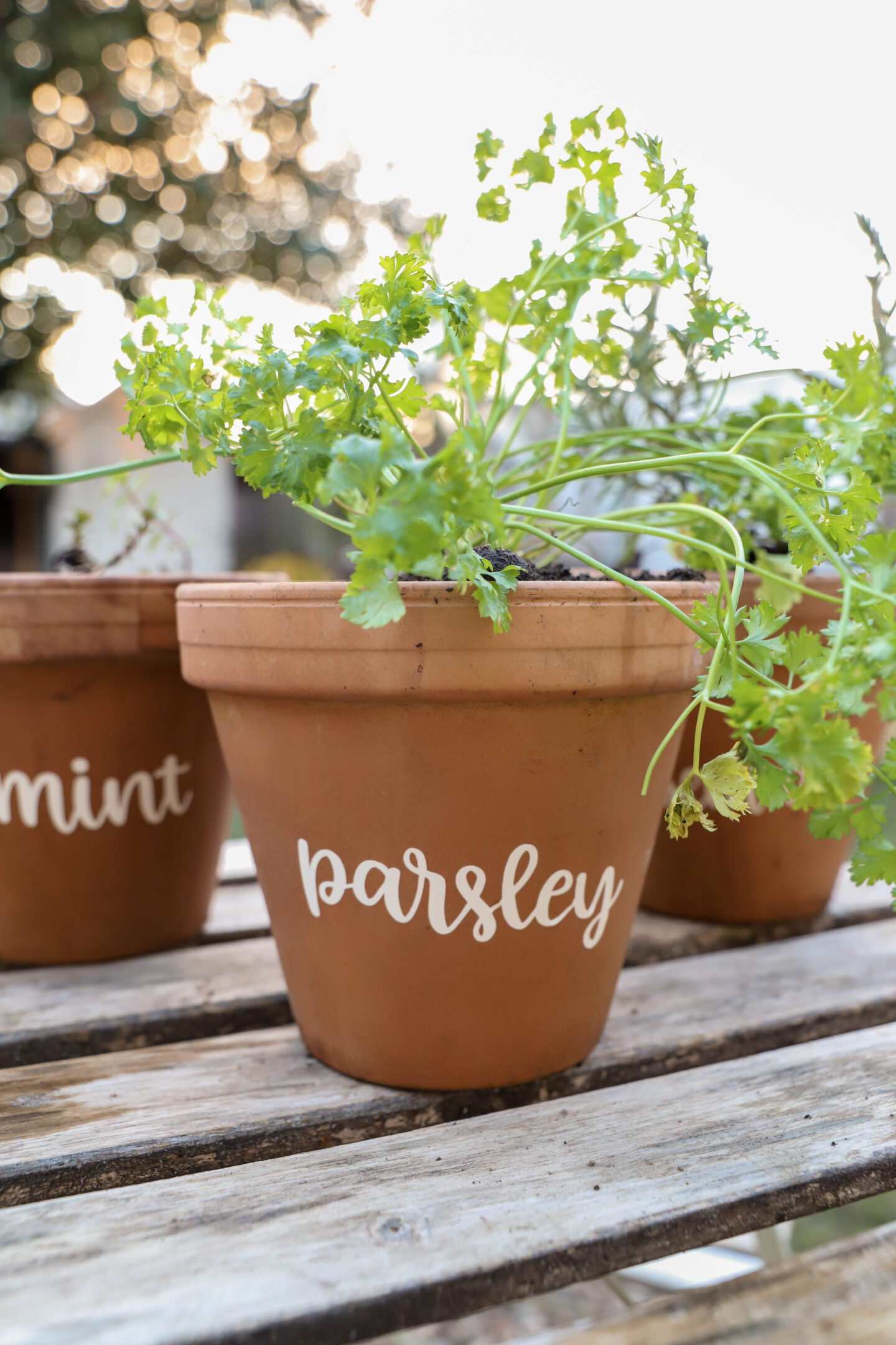 parsley