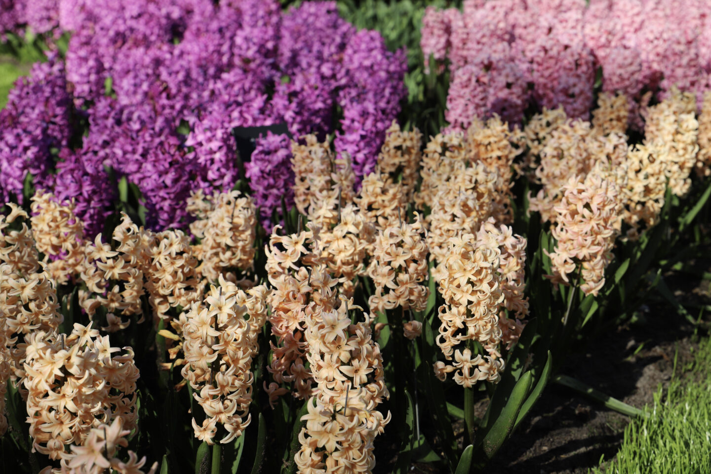 hyacinth bulbs, hyacinths