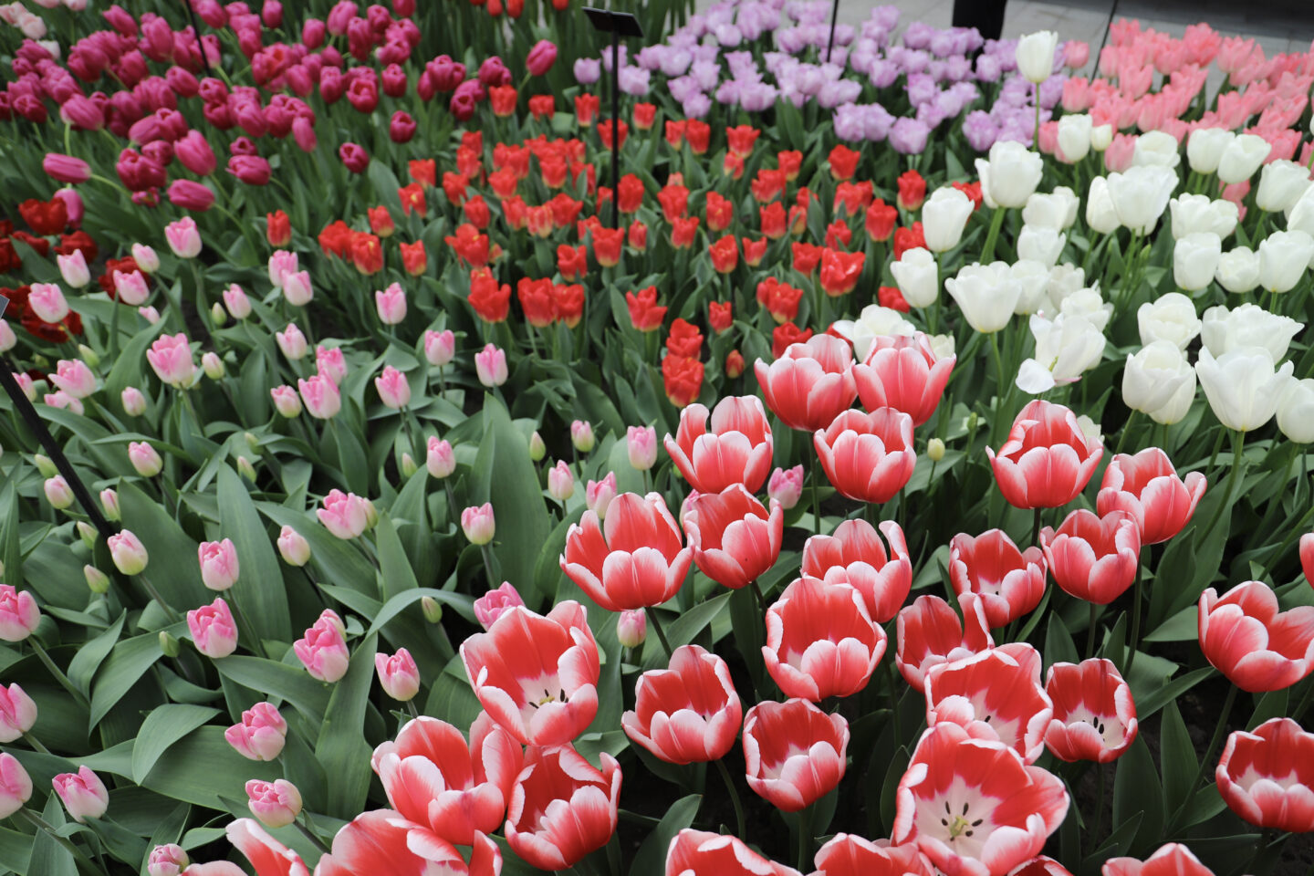 tulips