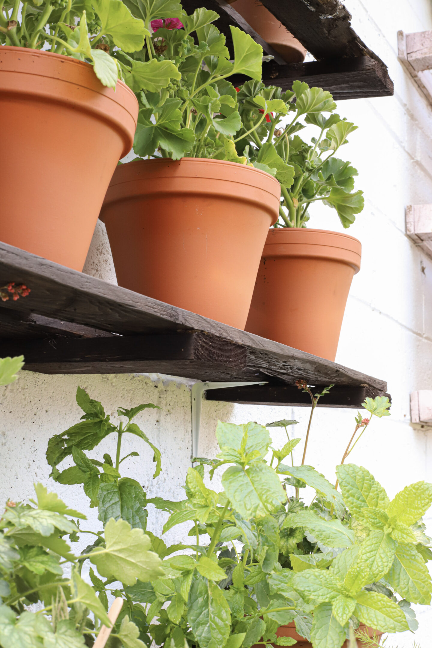 plant pots in garden