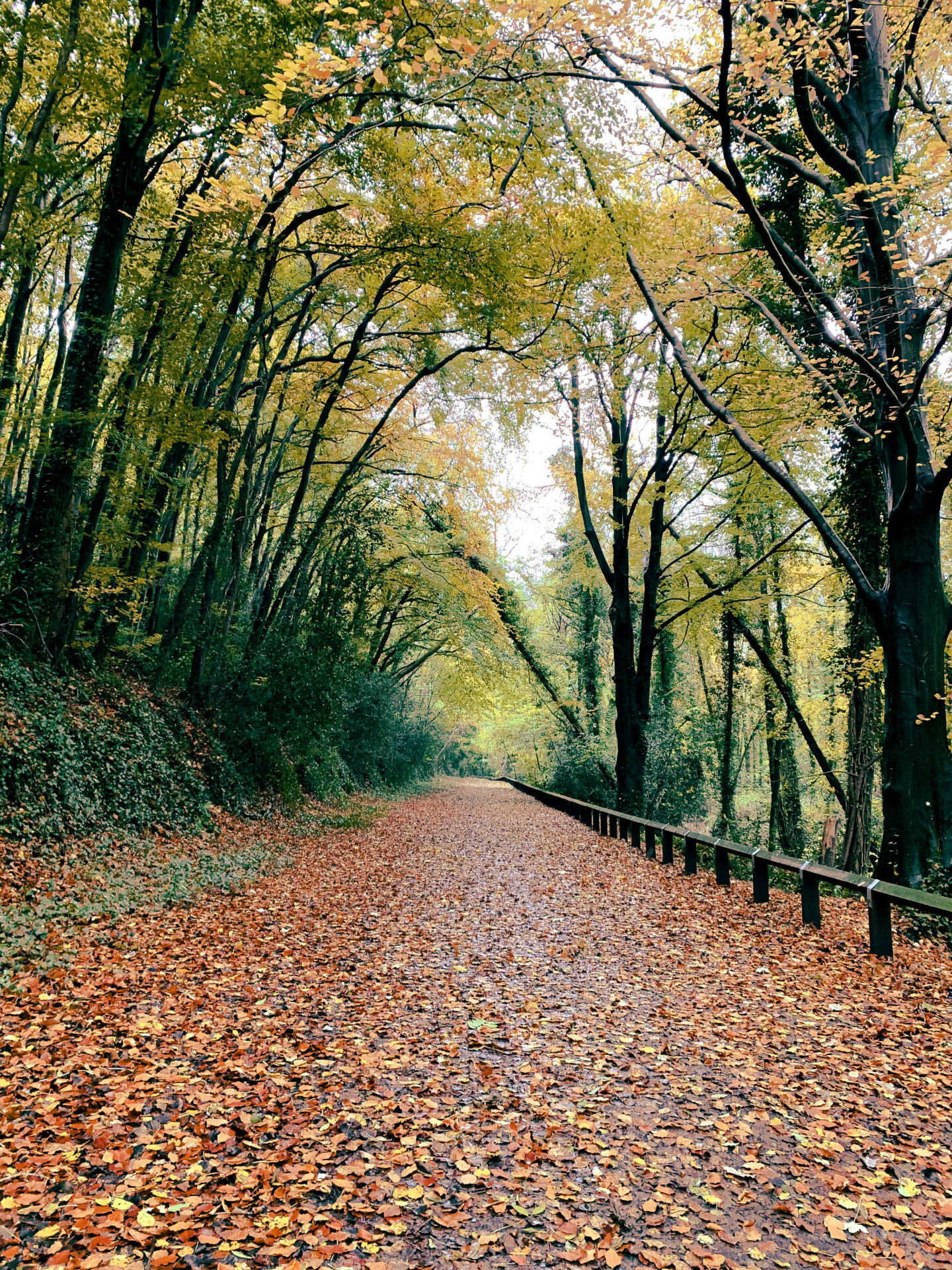 autumn forest