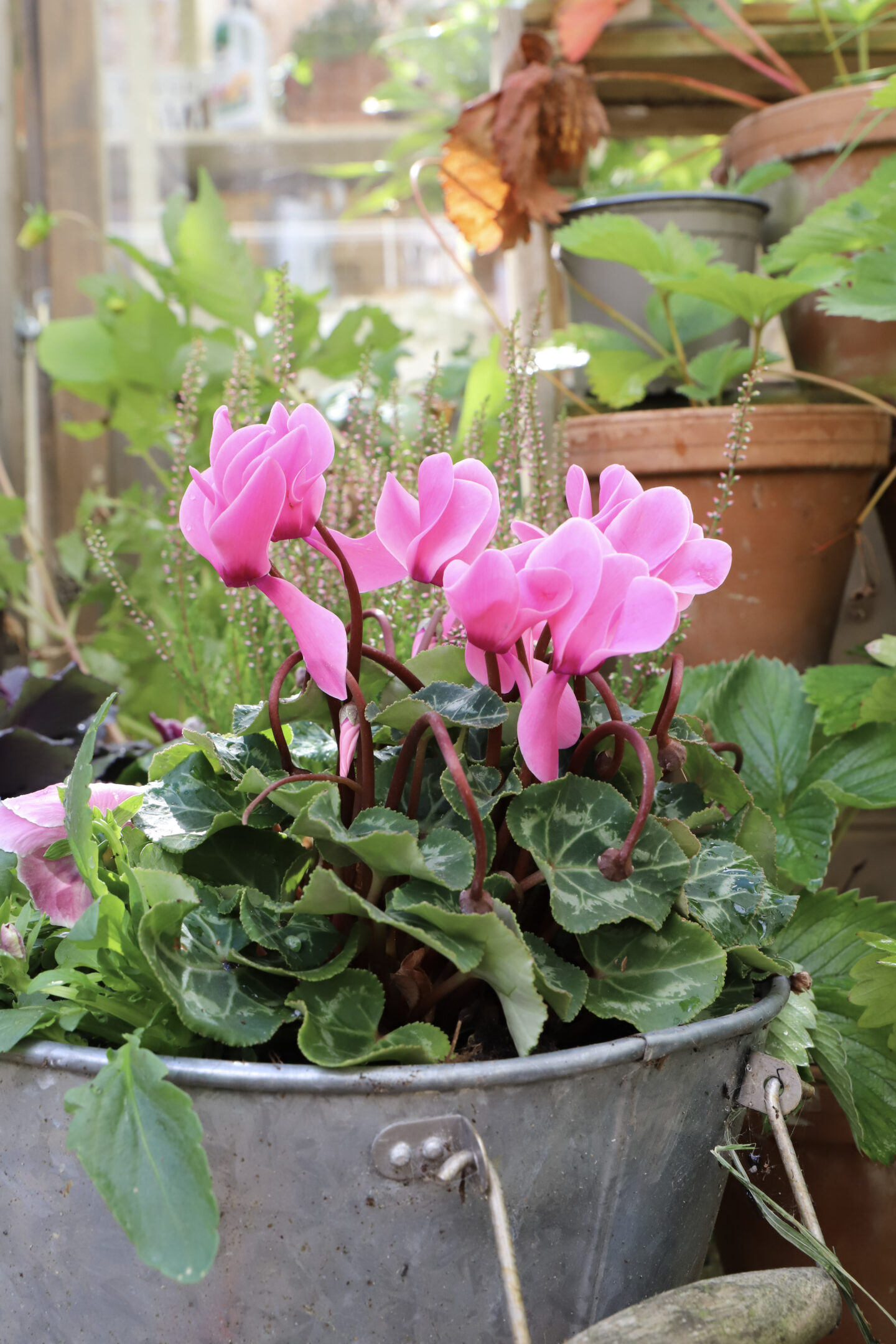 plants in the garden