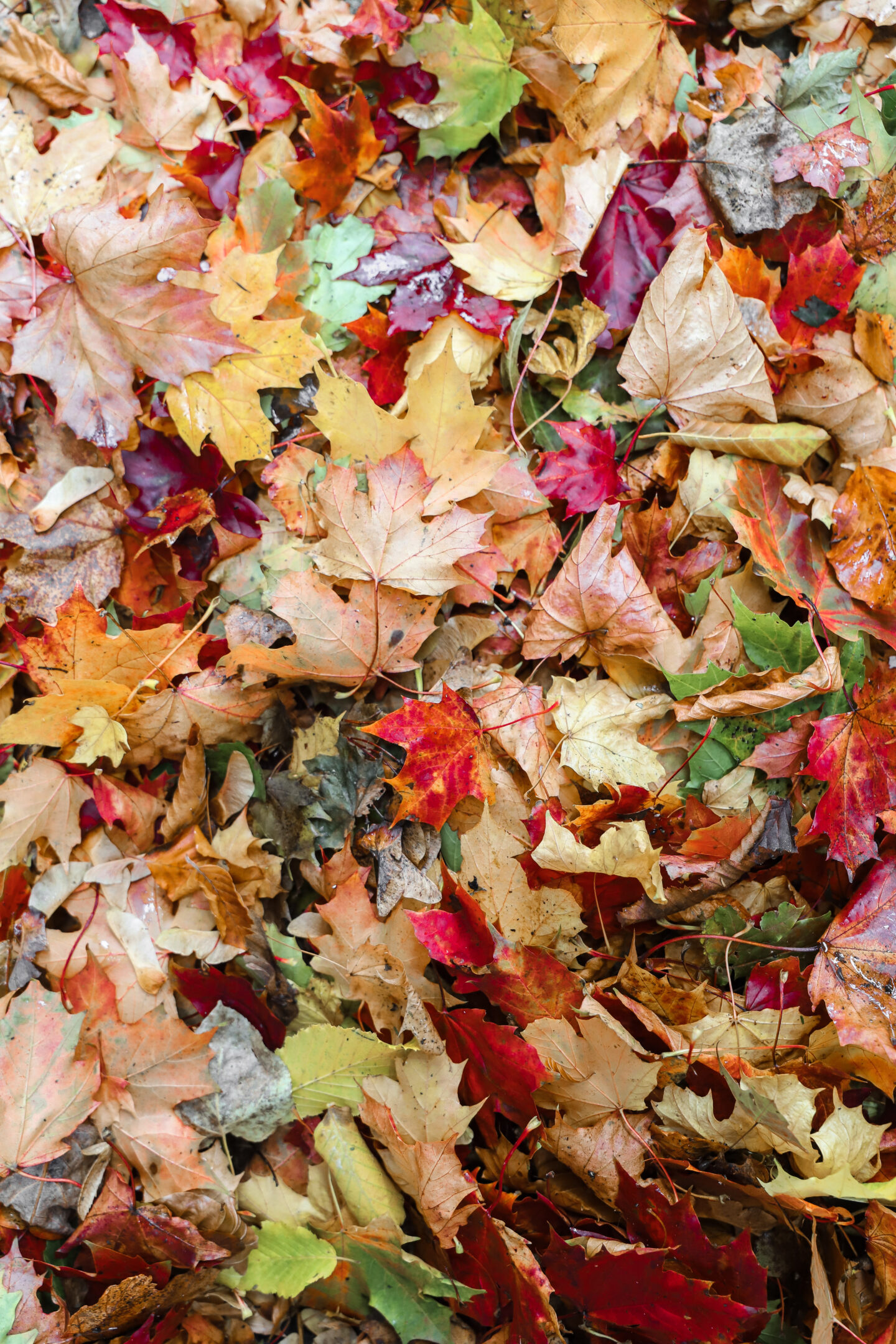 autumn leaves