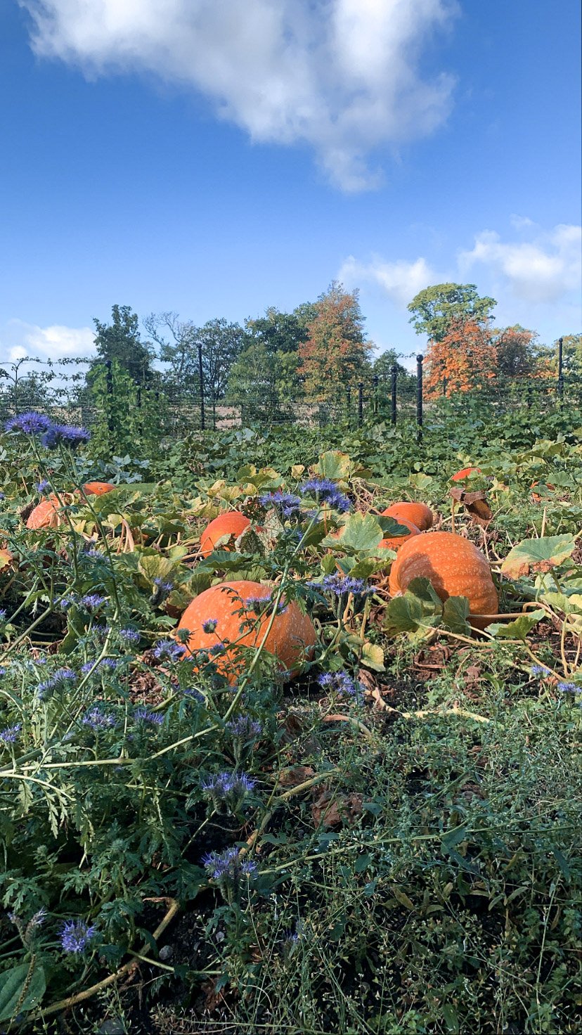 pumpkin patch
