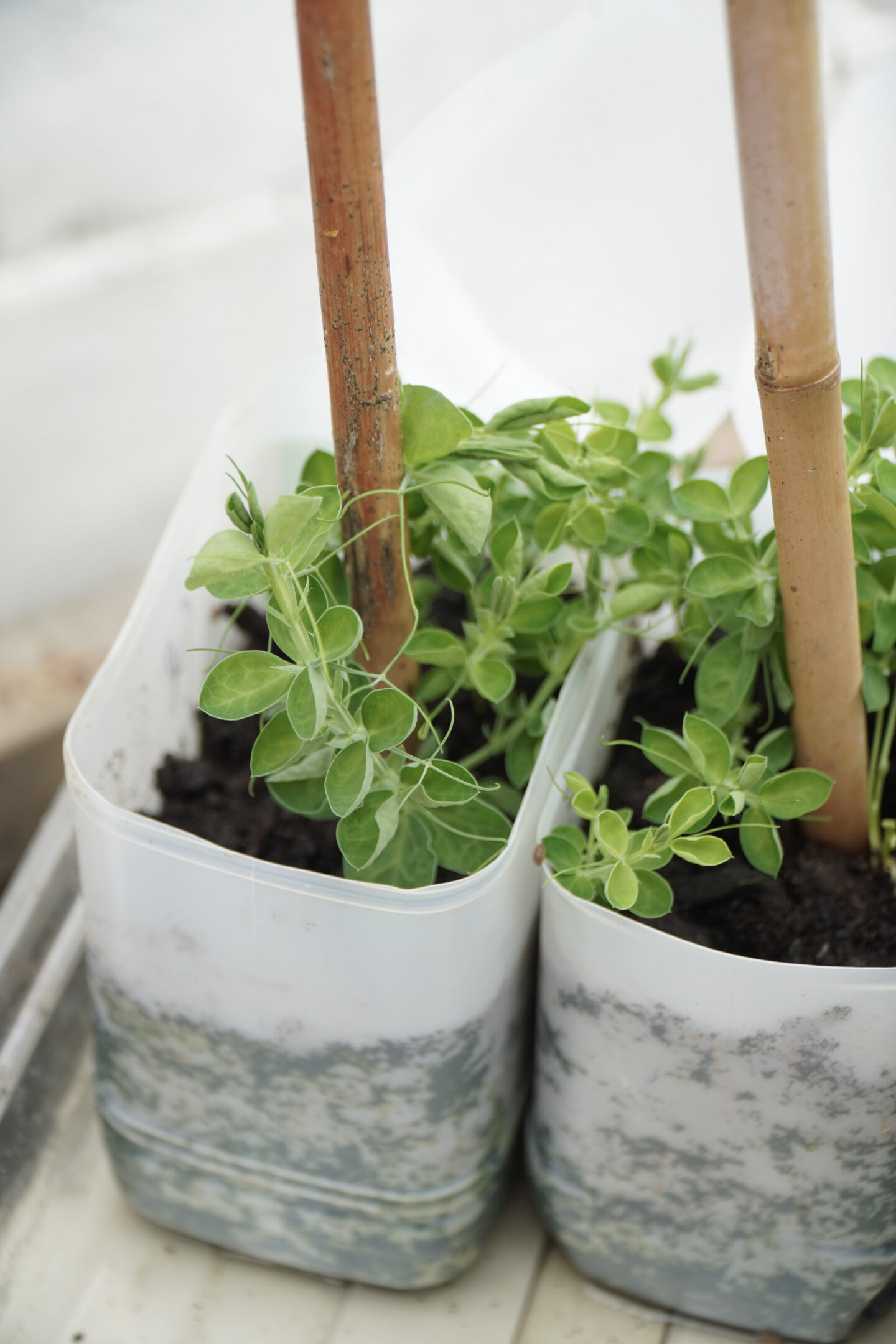 growing seeds