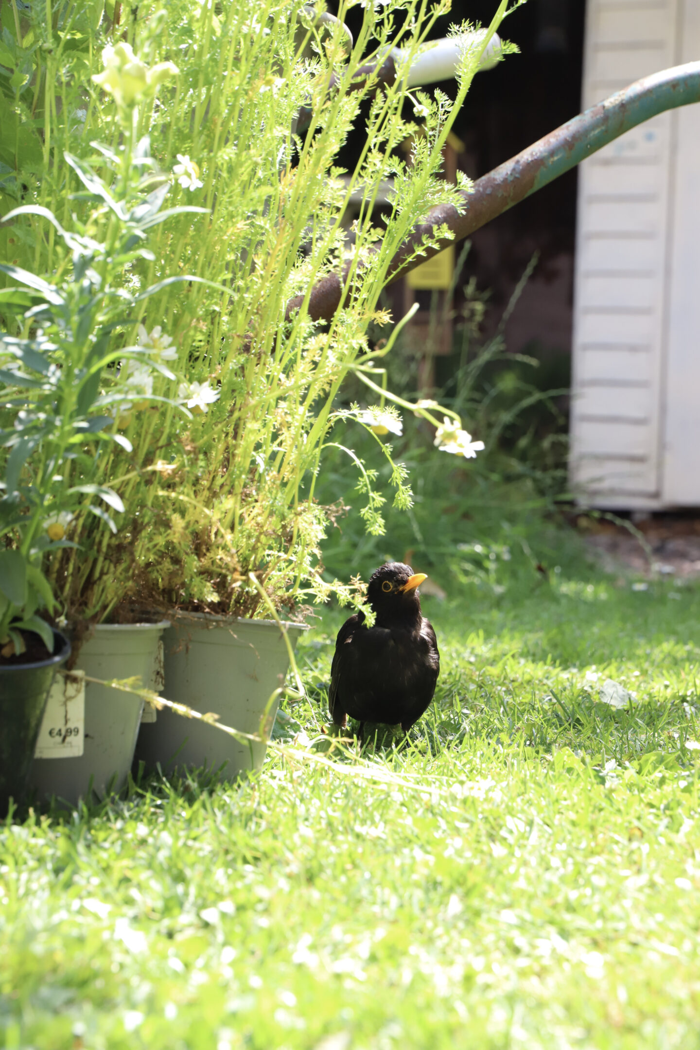 garden bird