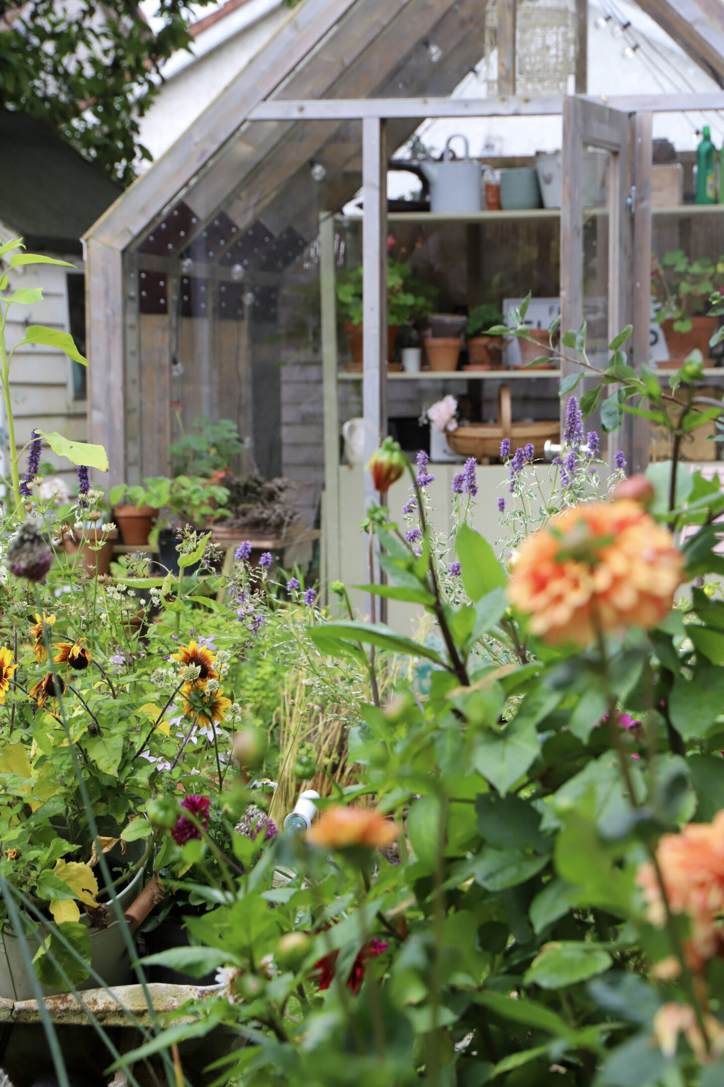 greenhouse and plants 