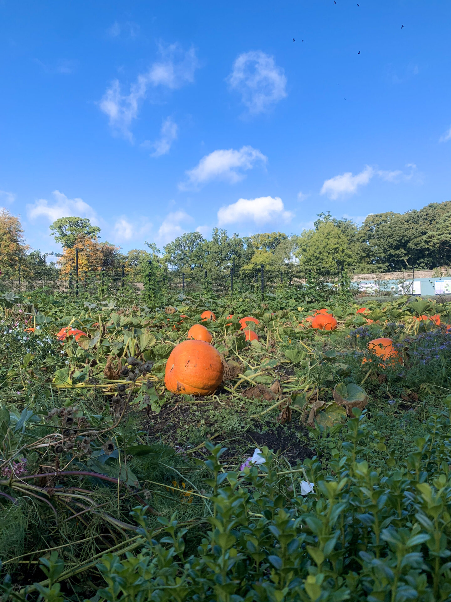 pumpkin patch