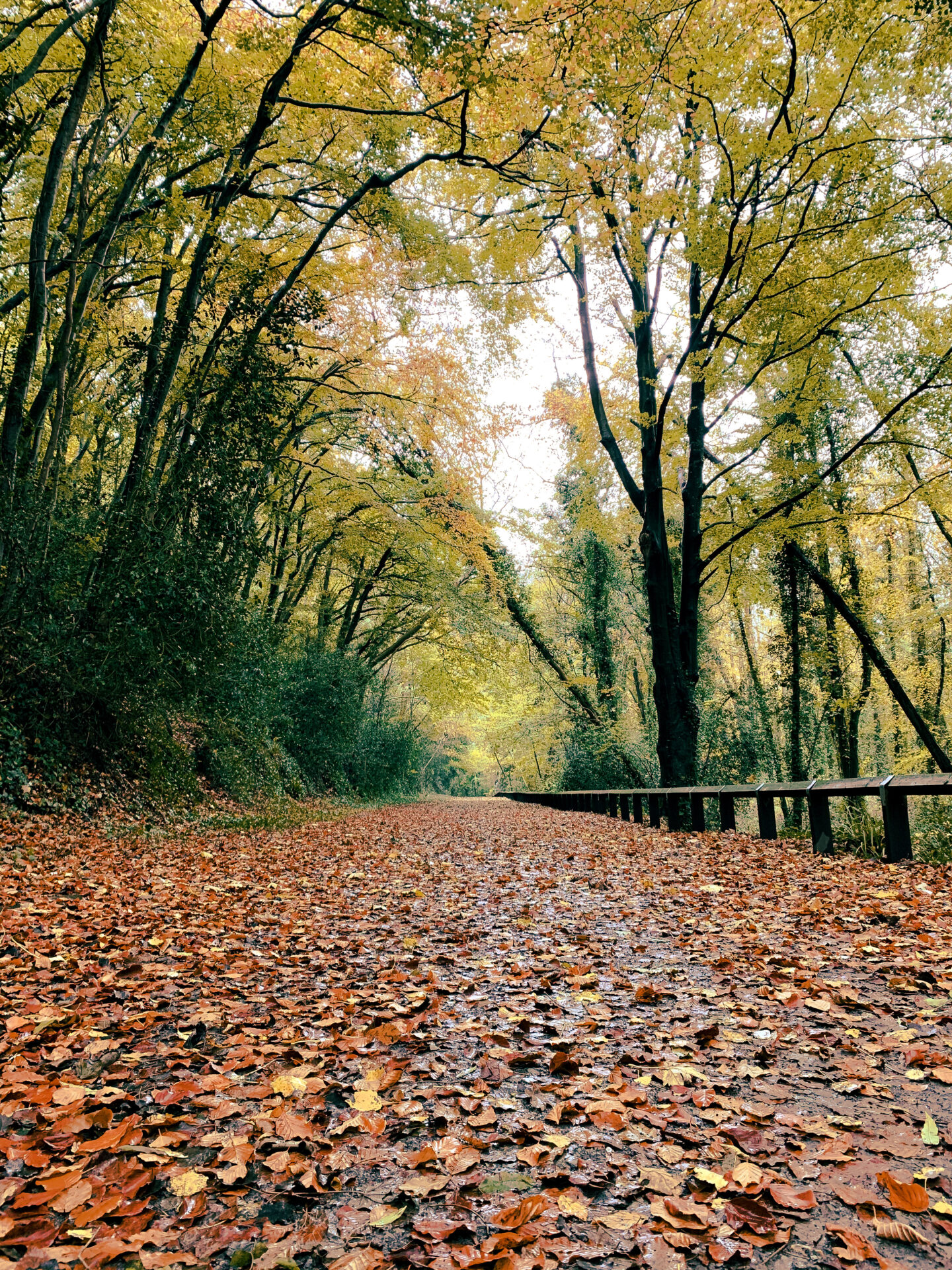 autumn walk